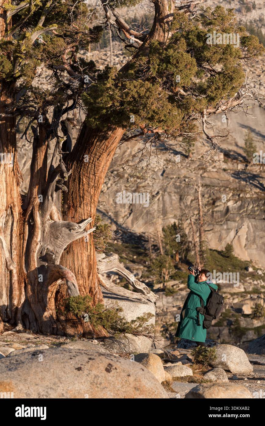Donna che fotografa un ginepro della Sierra a Olmstead Point, Yosemite National Park, California, Stati Uniti. Foto Stock