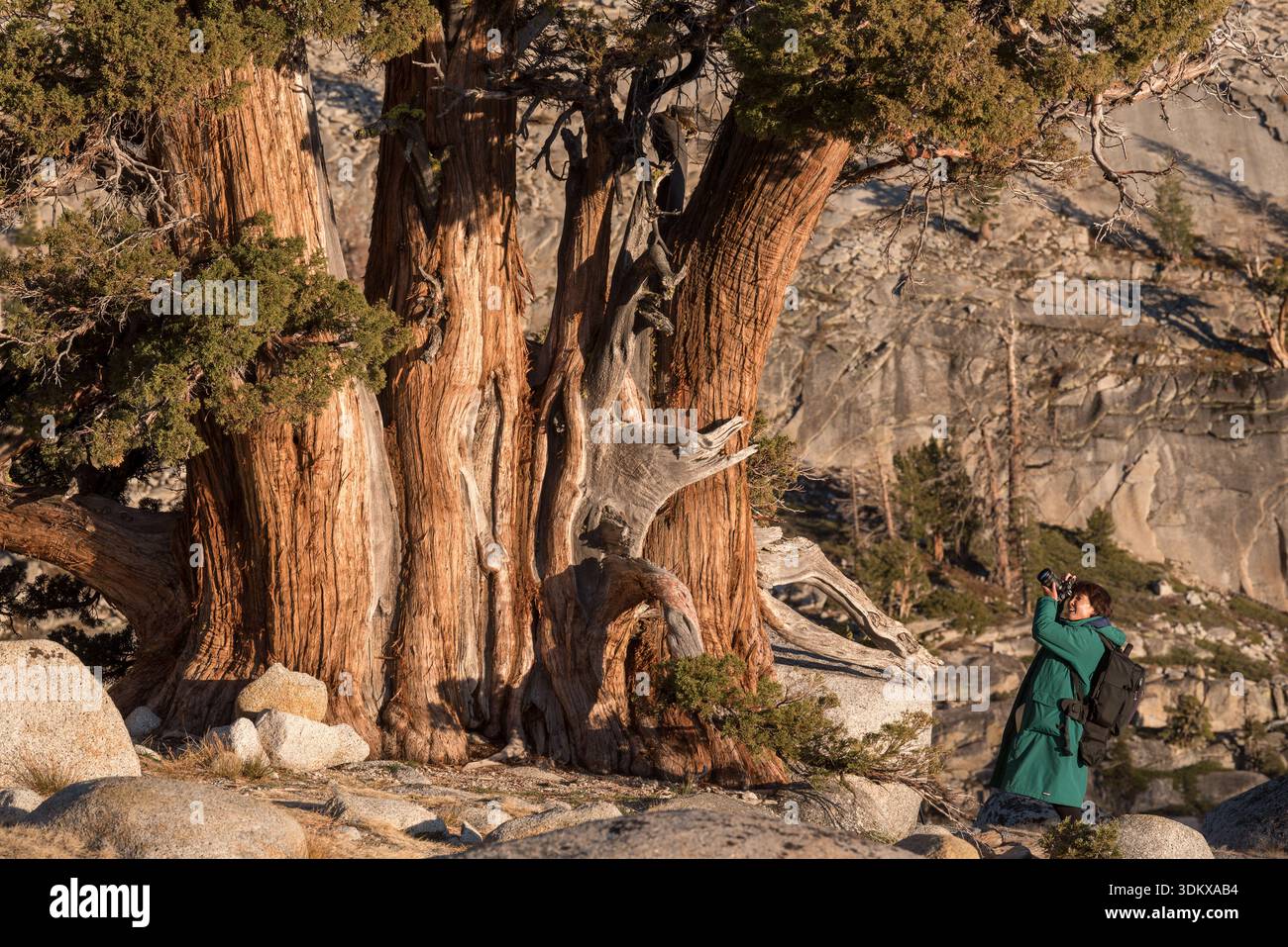 Donna che fotografa un ginepro della Sierra a Olmstead Point, Yosemite National Park, California, Stati Uniti. Foto Stock