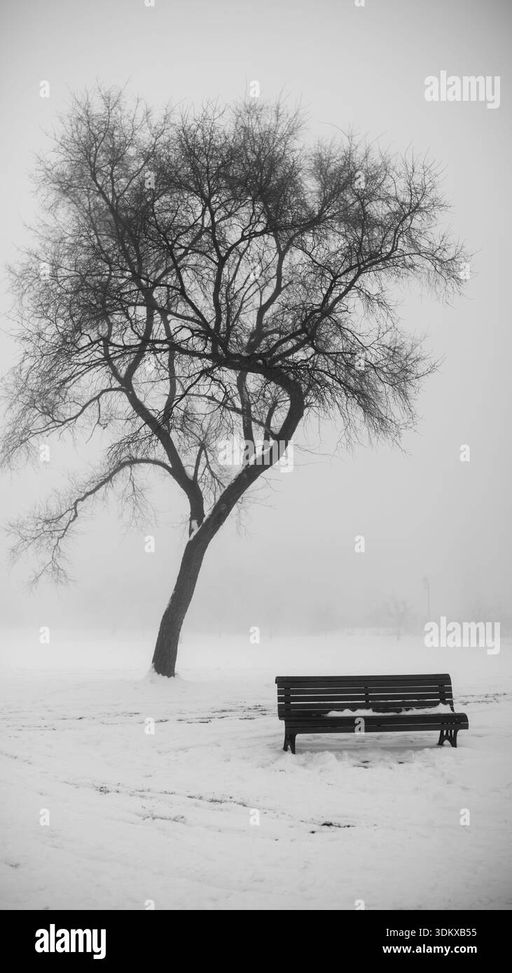 Foto verticale in bianco e nero di una panchina solitaria e di un albero in una fitta nebbia invernale lungo il fiume San Lorenzo a Verdun, Montreal Foto Stock