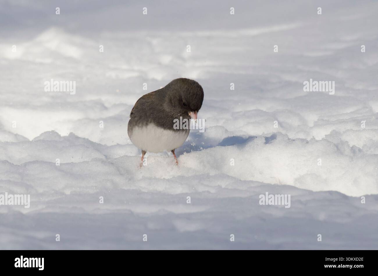 Junco dagli occhi scuri, Junco iemalis, in inverno Foto Stock