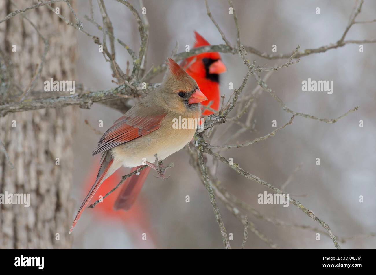 Cardinali del Nord, Cardinalis cardinalis, femmina e maschio Foto Stock