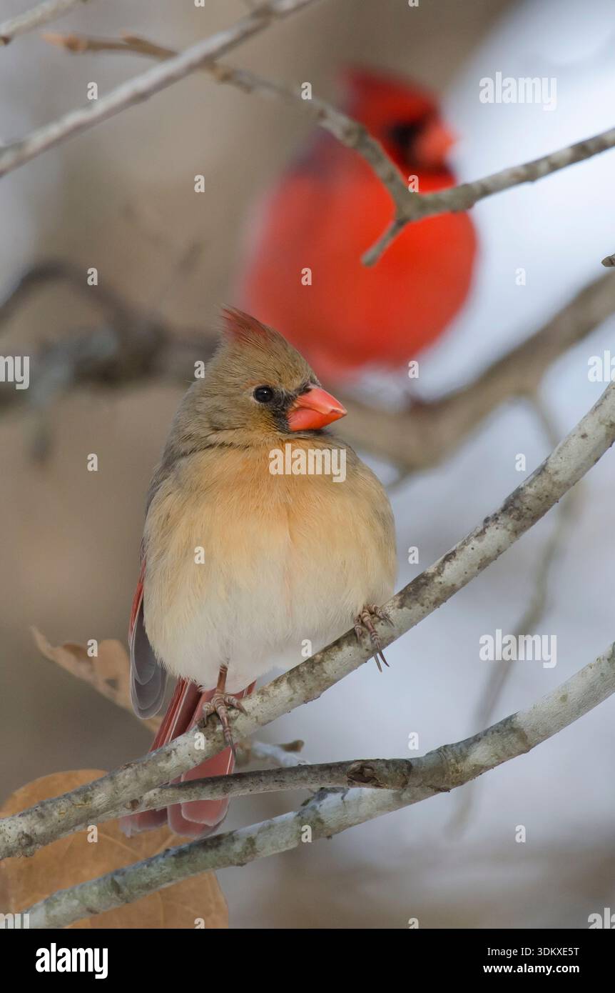 Cardinali del Nord, Cardinalis cardinalis, femmina e maschio Foto Stock