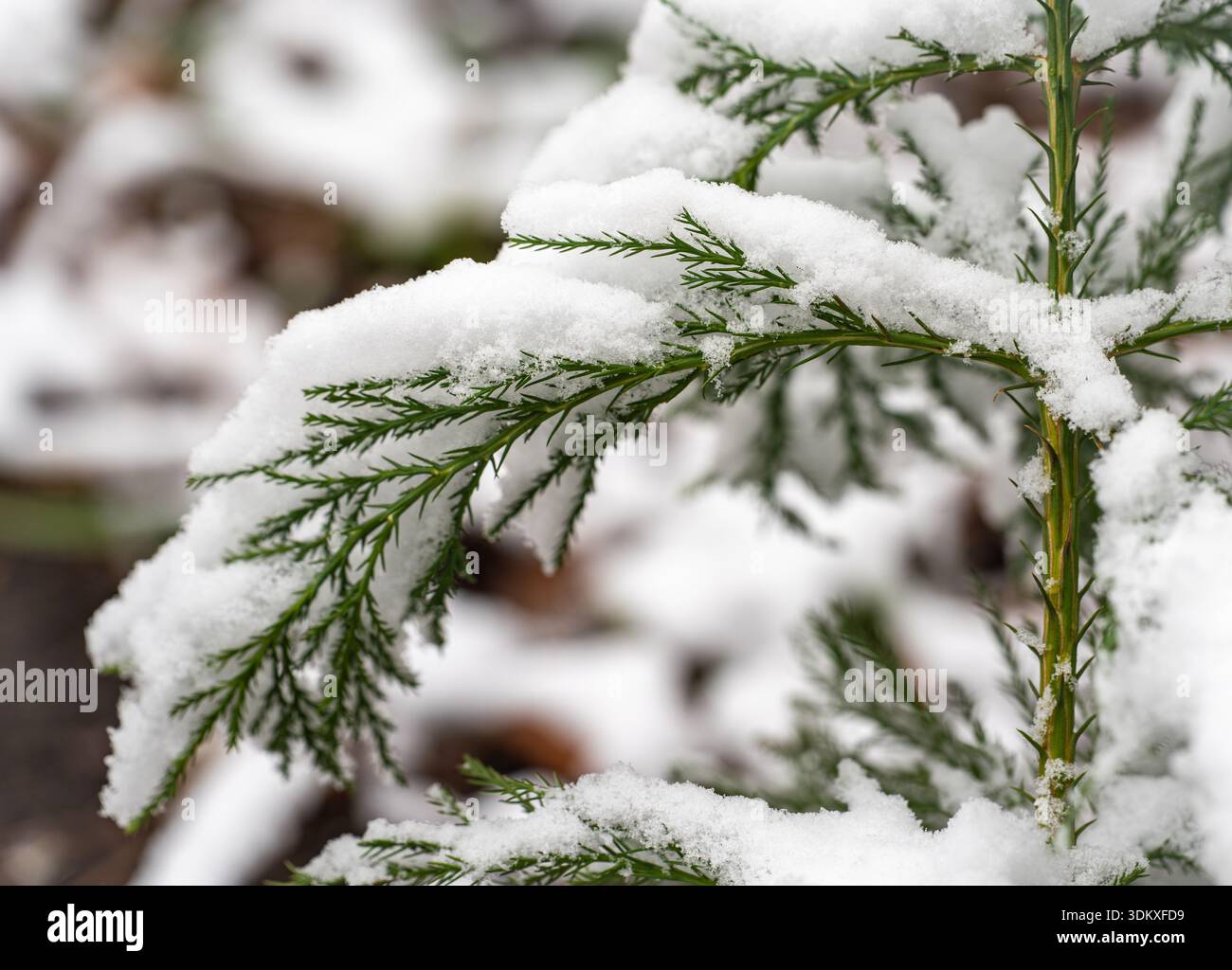Giovani rami di sequoia ricoperti di neve, inverno Evergreen Conifer simboleggia la resilienza della natura Foto Stock