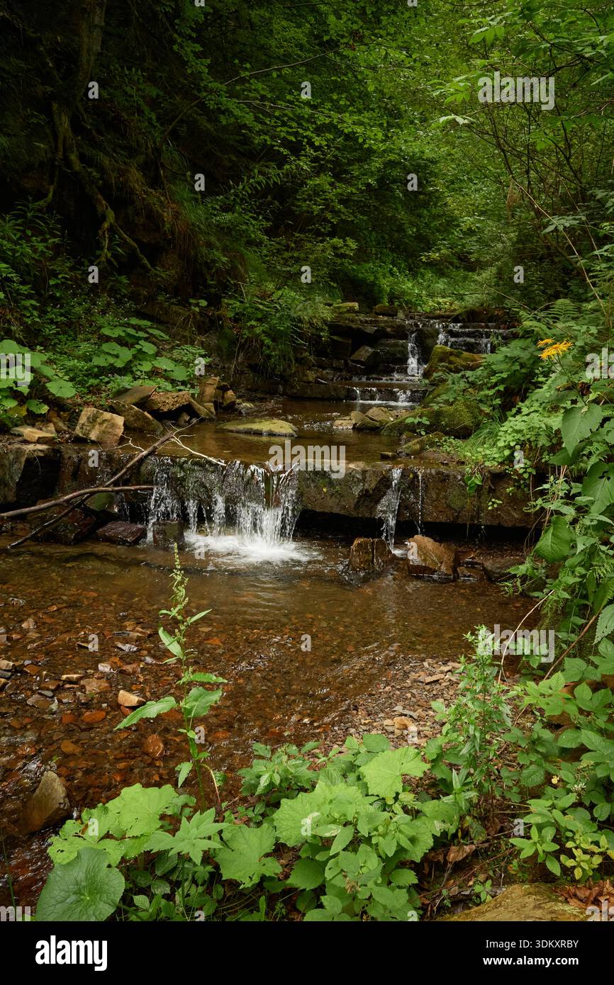 lo stretto torrente si snoda attraverso una fitta foresta verde, scivolando su rocce lisce per formare una serie di piccole e dolci cascate. Fiume Socolovets, Gorgany Foto Stock