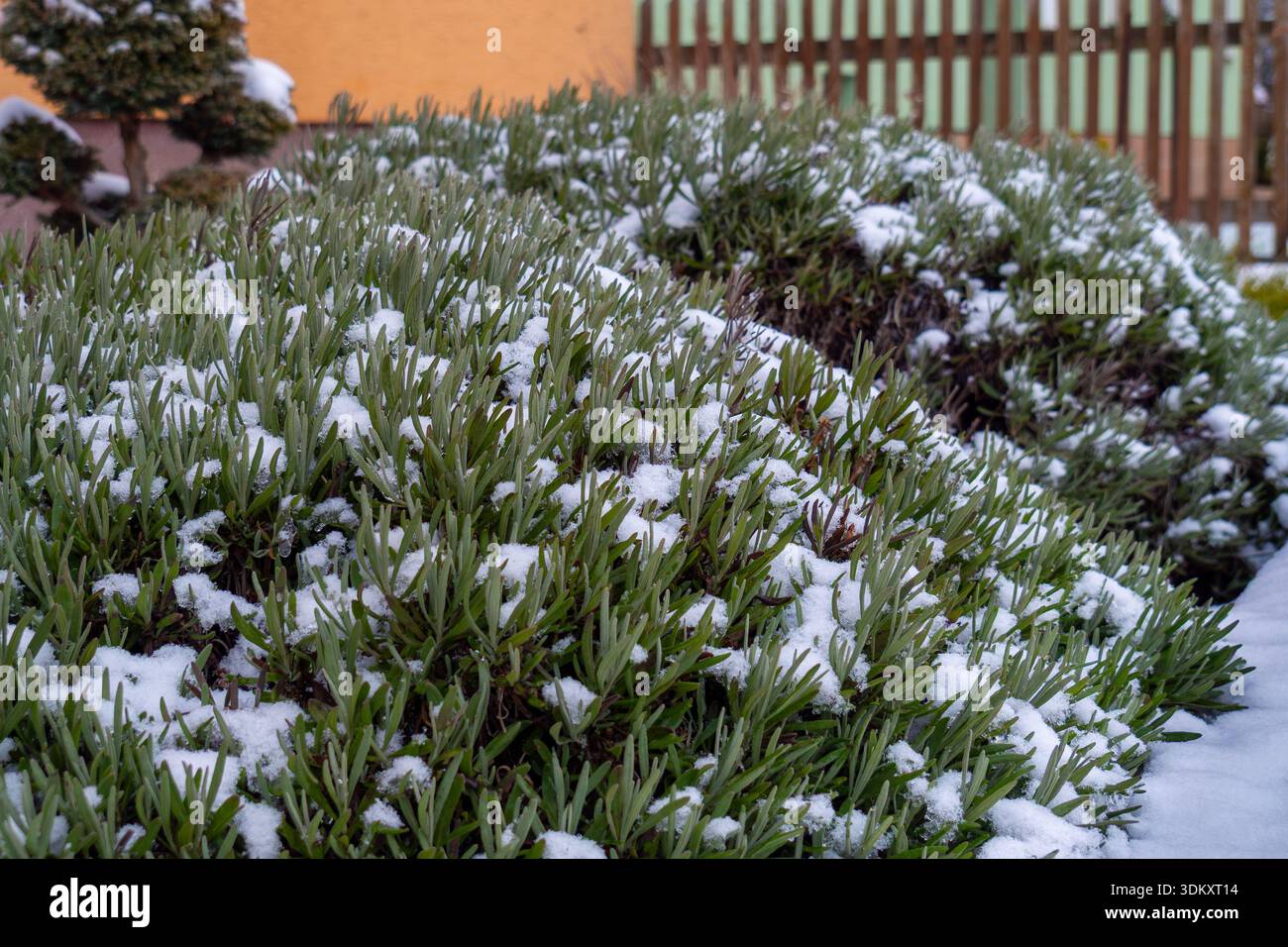 Paesaggio suburbano stagionale caratterizzato da cespugli spolverati di neve e toni caldi Foto Stock
