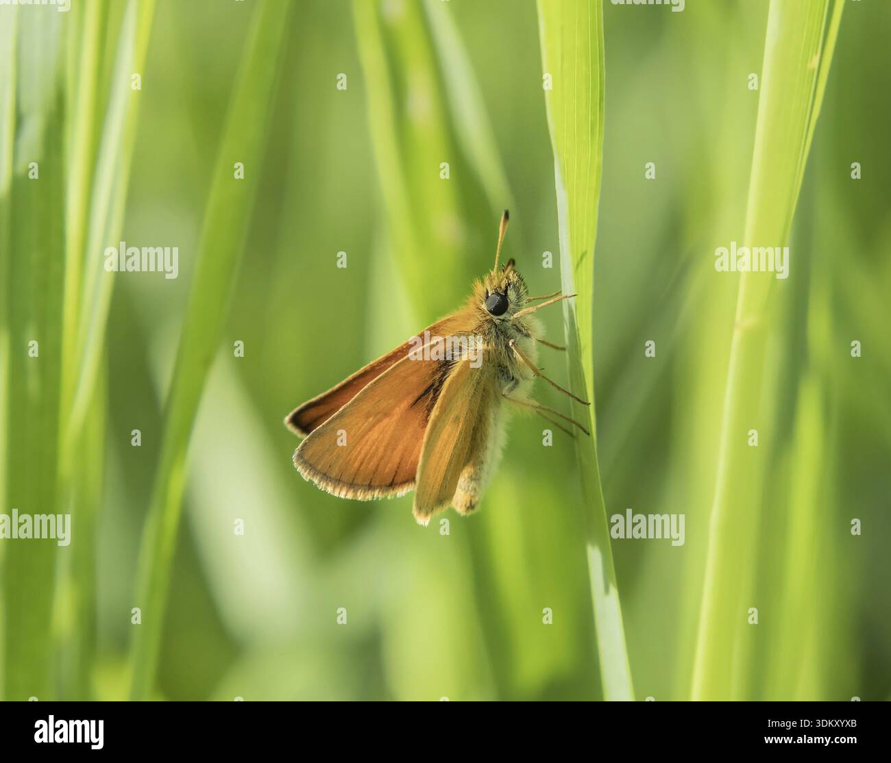 Falena dalla testa marrone "Thymelicus sylvestris" Foto Stock