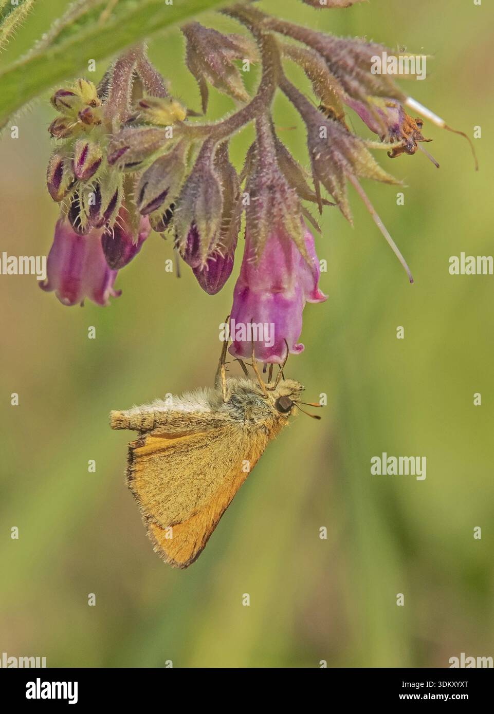 Falena dalla testa marrone "Thymelicus sylvestris" Foto Stock