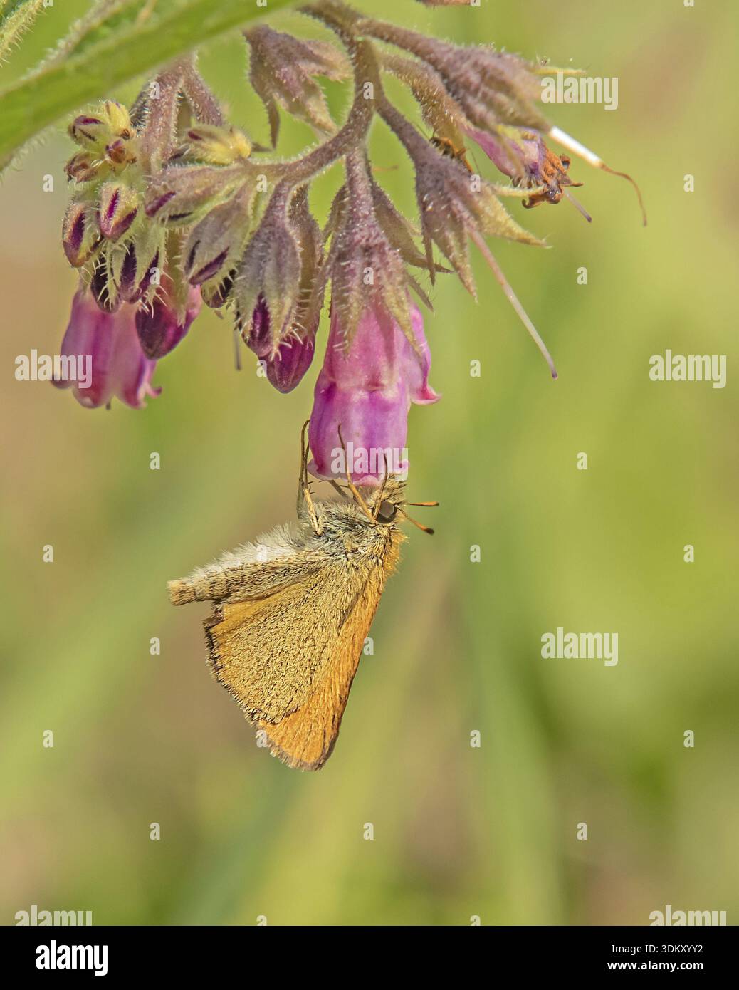 Falena dalla testa marrone "Thymelicus sylvestris" Foto Stock