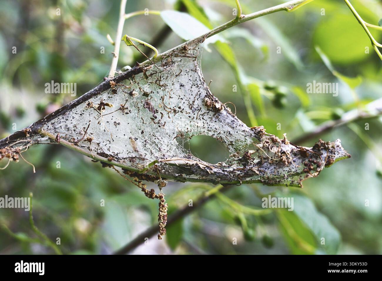 La tignola ermellino bird cherry (Yponomeuta evonymellus) impigliato in una ragnatela di foglie e rami albero Foto Stock