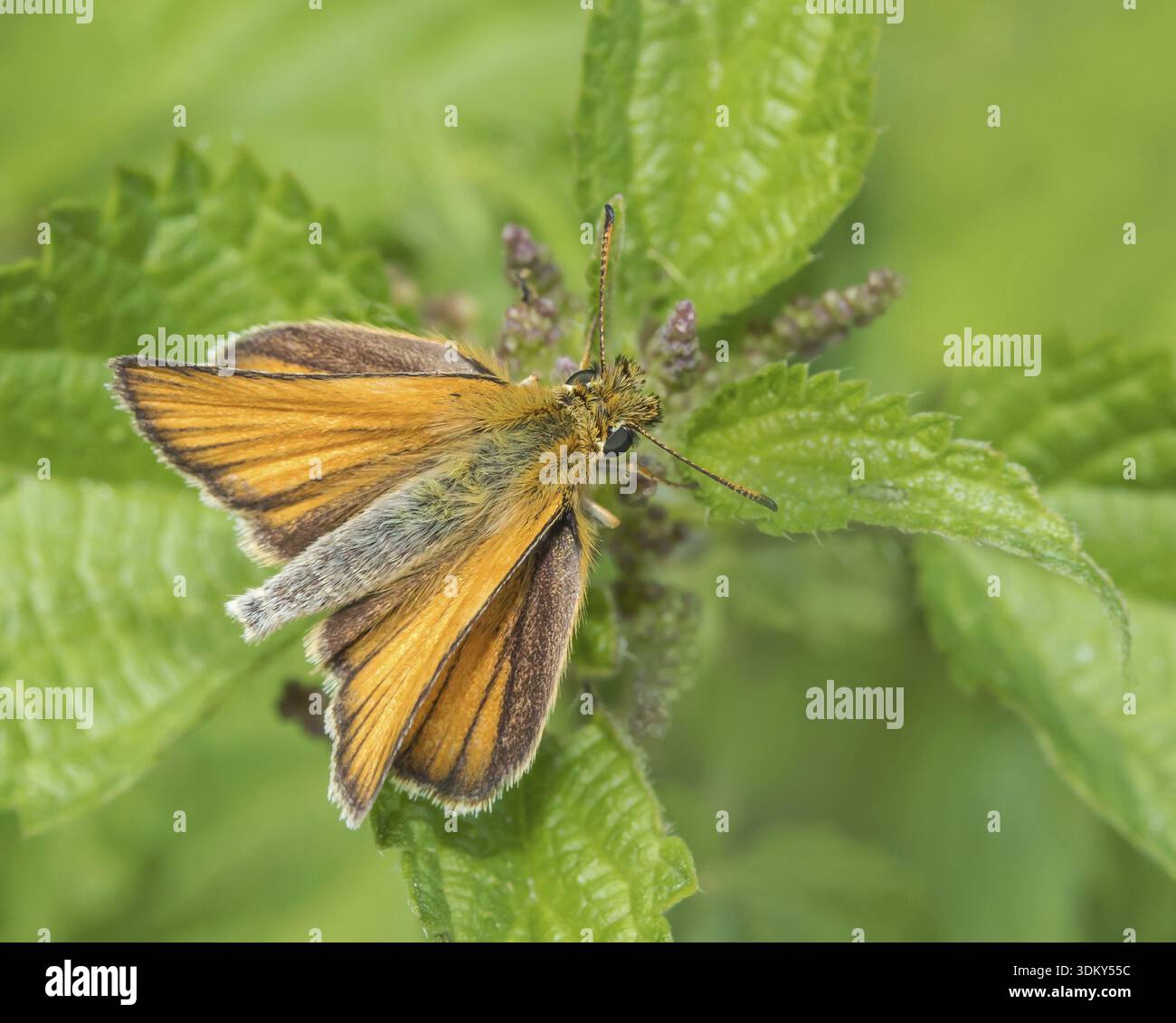 Cosce marrone testa nera "Thymelicus lineola" Foto Stock