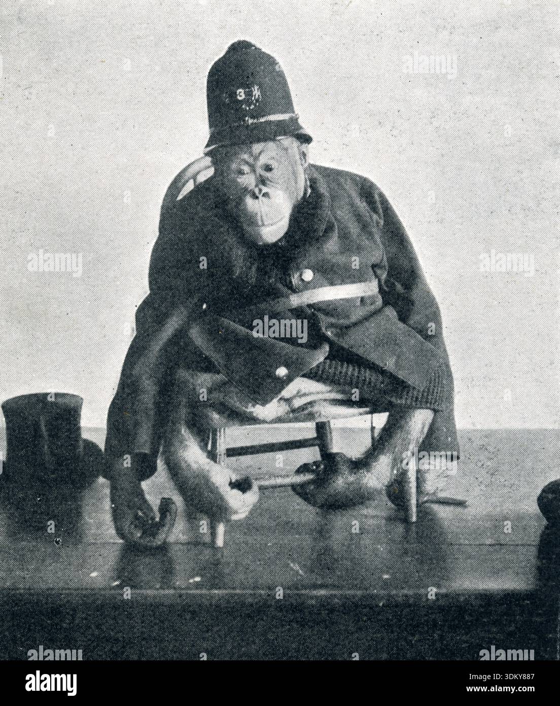 Fotografia di un animale vittoriano di un orangutang in uniforme della polizia, ritratto comico in scena dalla fotografia di novità dello studio del XIX secolo, era britannica Foto Stock