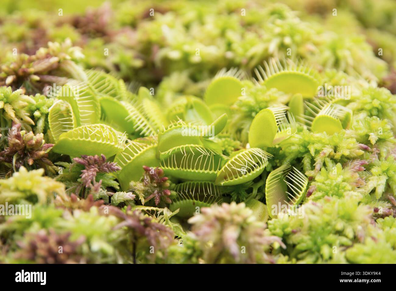 La trappola di Venere (anche flytrap di Venere o flytrap di Venere), Dionaea muscipula, è una pianta carnivora originaria delle zone umide subtropicali sulla costa orientale Foto Stock