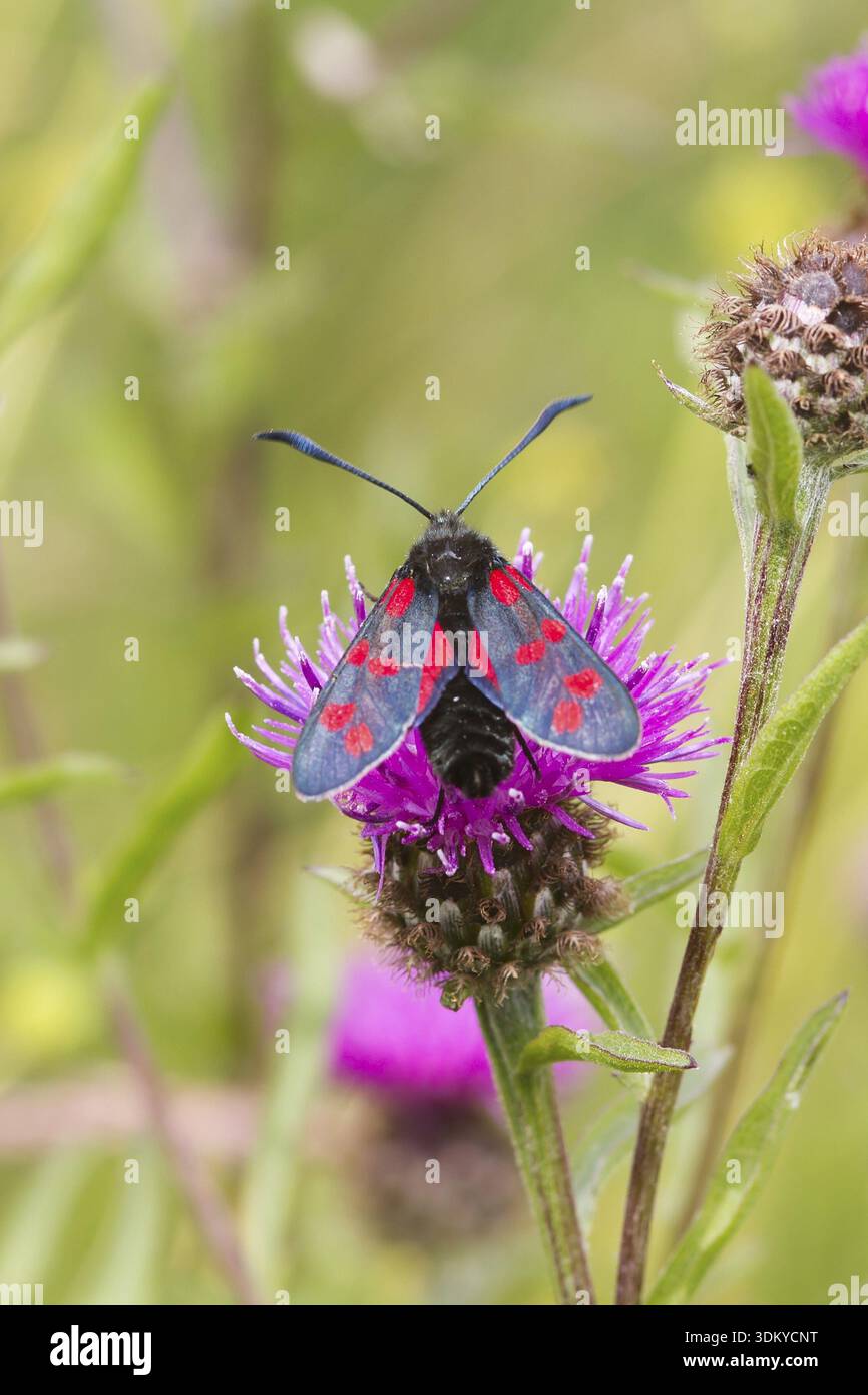 Strette delimitate cinque Spot Burnett (Zygaena lonicerae) Foto Stock