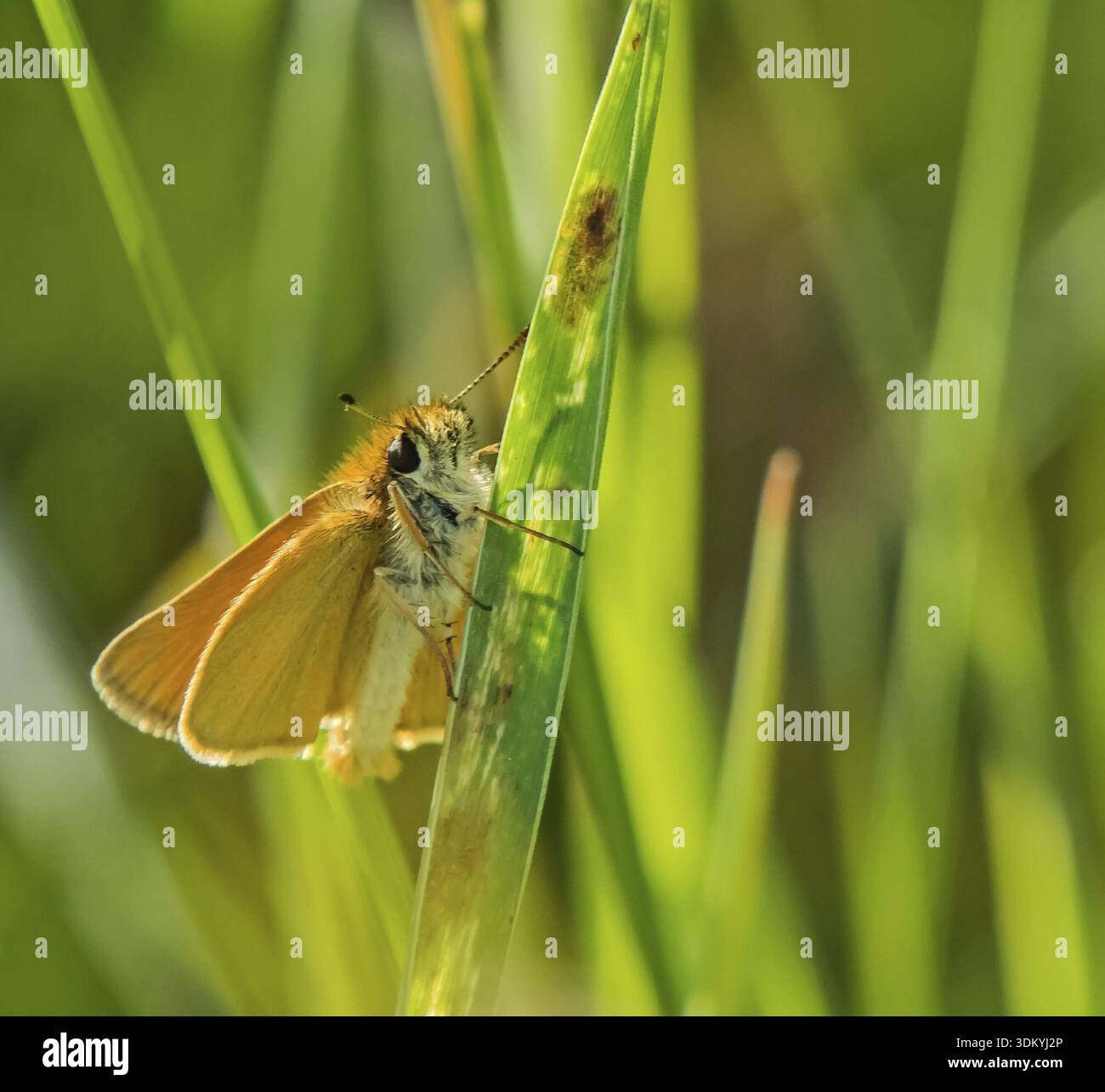 Falena dalla testa marrone "Thymelicus sylvestris" Foto Stock