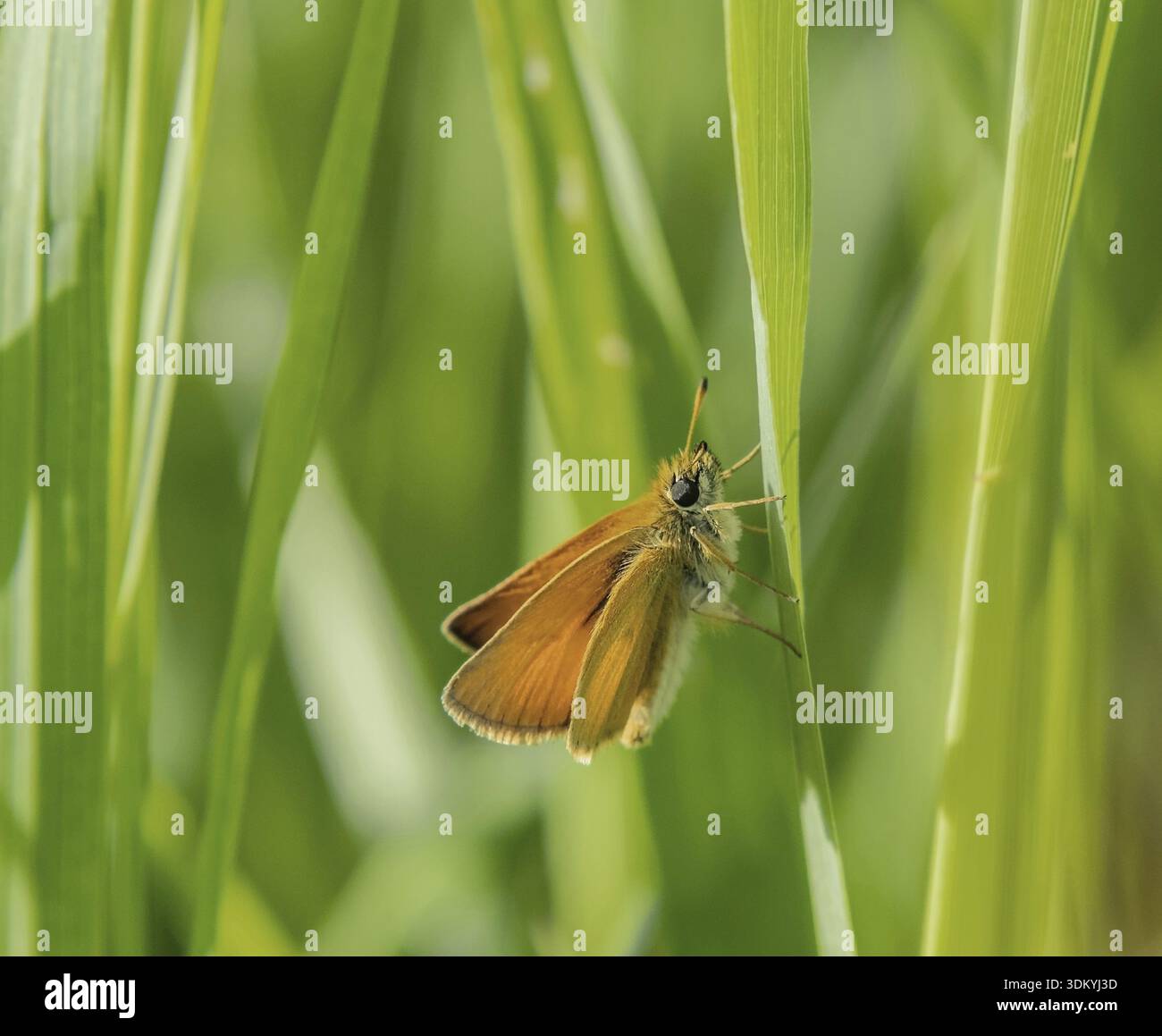 Falena dalla testa marrone "Thymelicus sylvestris" Foto Stock
