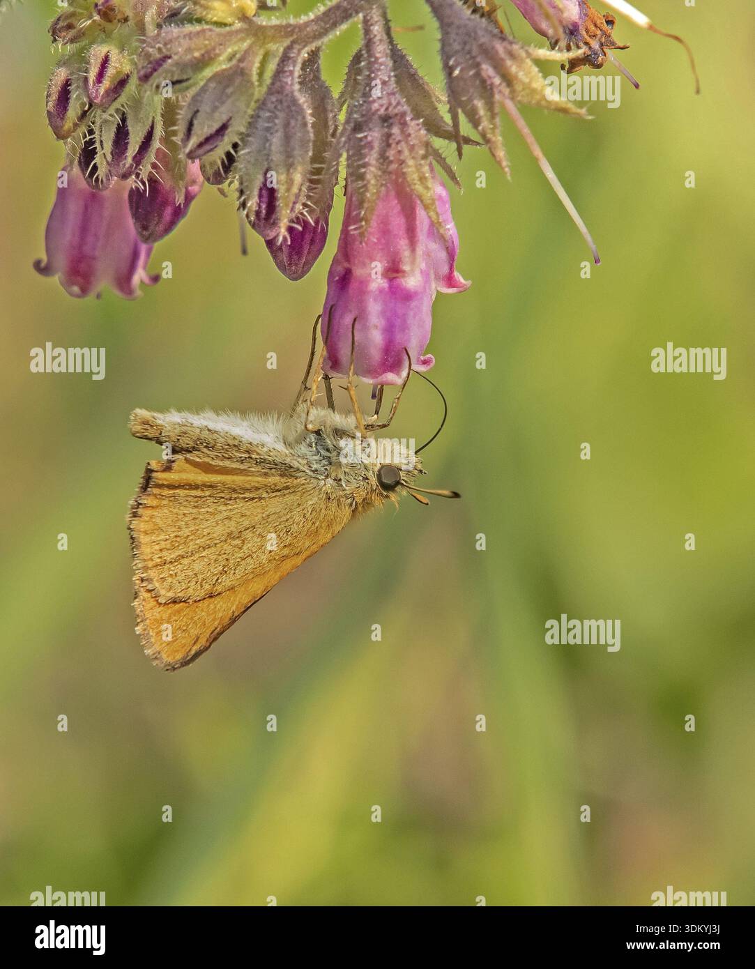 Falena dalla testa marrone "Thymelicus sylvestris" Foto Stock