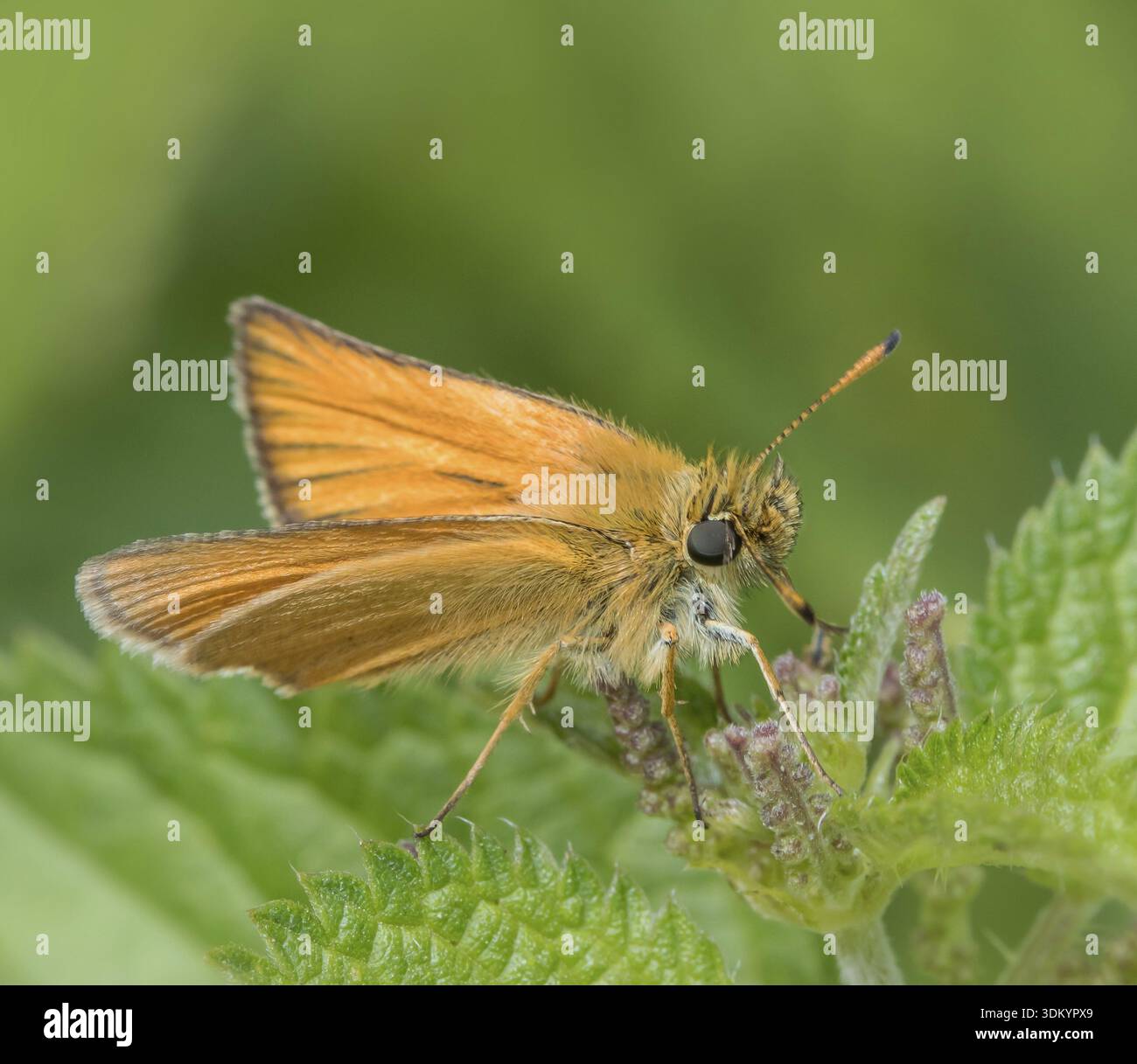 Cosce marrone testa nera "Thymelicus lineola" Foto Stock