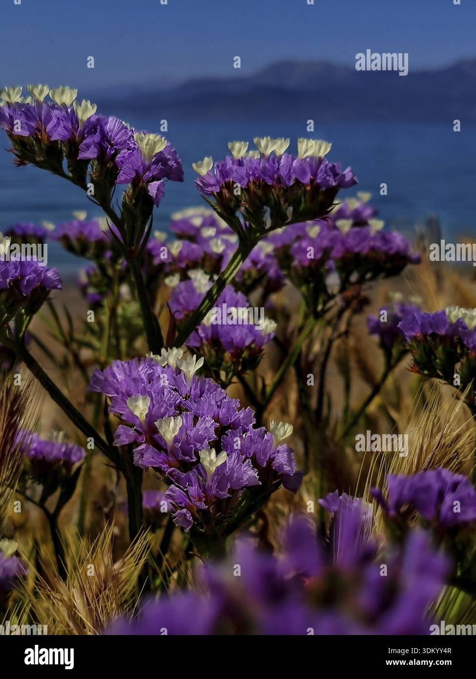 Limonium sinuatum selvatico naturalmente nella campagna greca. Foto botaniche da vicino artistiche che catturano la bellezza dei fiori selvatici greci nativi Foto Stock