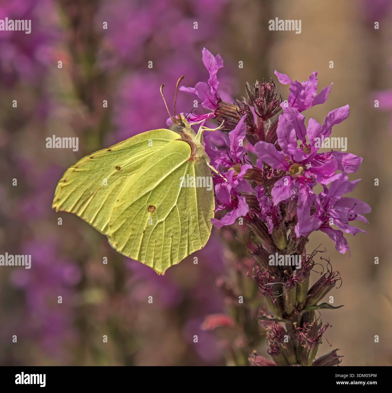 Farfalla al limone Gonepteryx rhamni Foto Stock