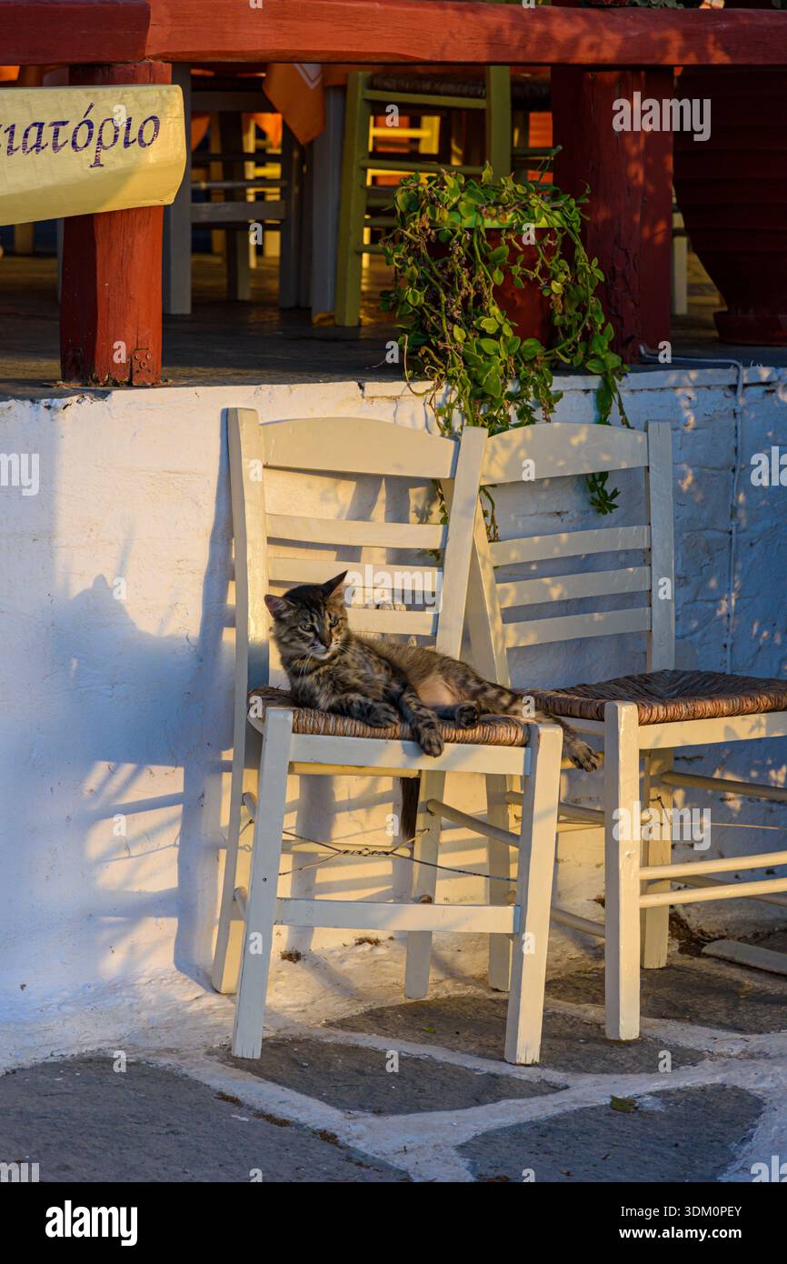 Gatto che prende l'ultimo caldo della giornata su una sedia a Parikia, Paros, Cicladi, Grecia Foto Stock