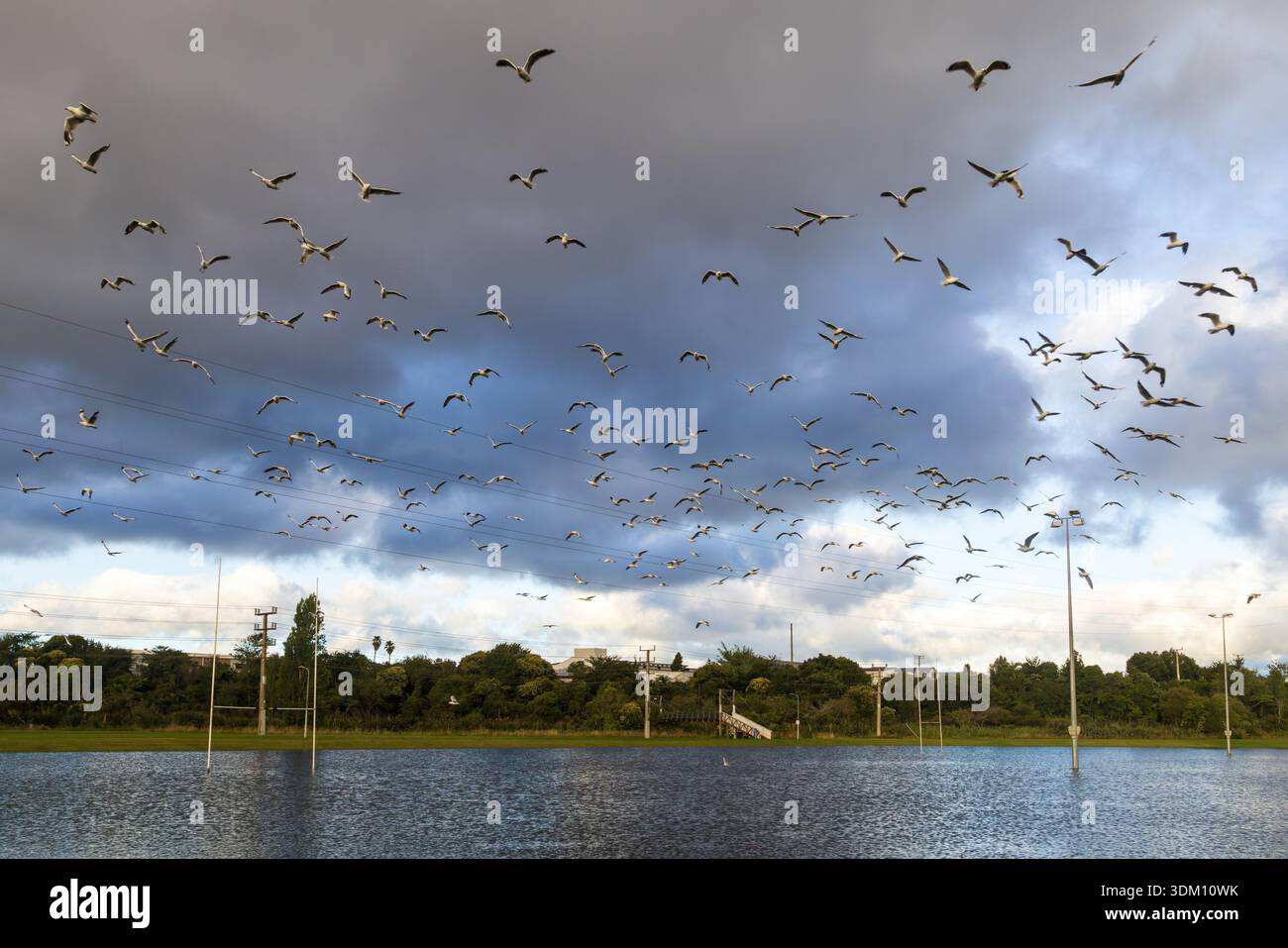 Un gregge di gabbiani decolla da un campo sportivo allagato dopo una forte pioggia. Tauranga, nuova Zelanda Foto Stock