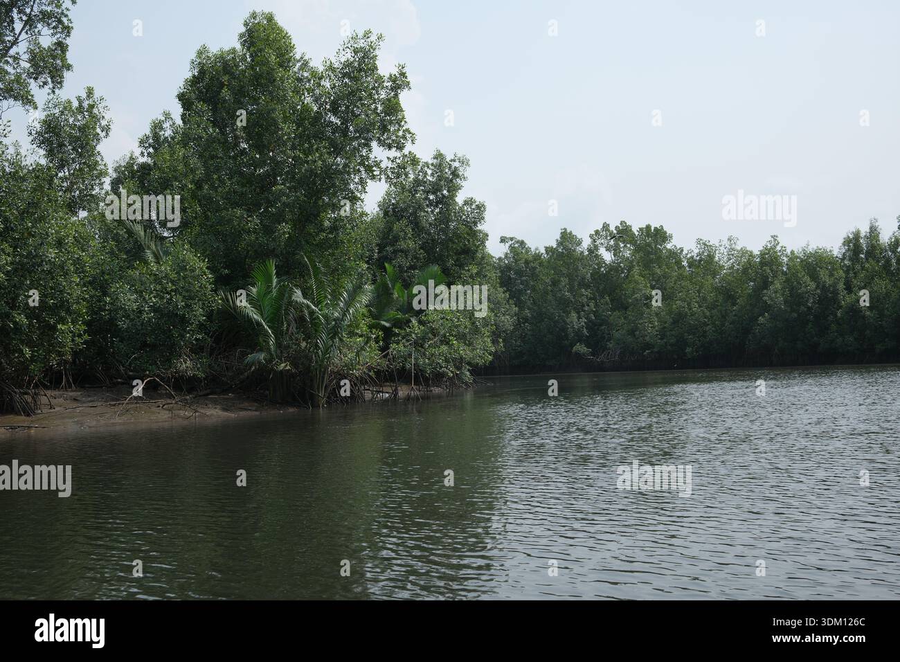 Calmo fiume fiancheggiato da mangrovie nel Delta del Niger, Nigeria, che mostra una fitta vegetazione tropicale e acqua ferma in un ambiente naturale remoto. Foto Stock
