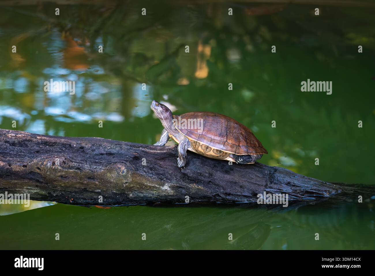 Tartaruga del fiume Macquarie (Emydura macquarii) che riposa su un tronco di acqua verde in una tranquilla scena naturale Foto Stock