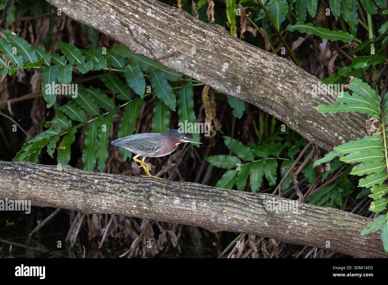 Piccolo giardino di Heron Butorides virescens camminando lungo un ramo d'albero in un fitto habitat della foresta verde, scenario naturale tropicale Foto Stock
