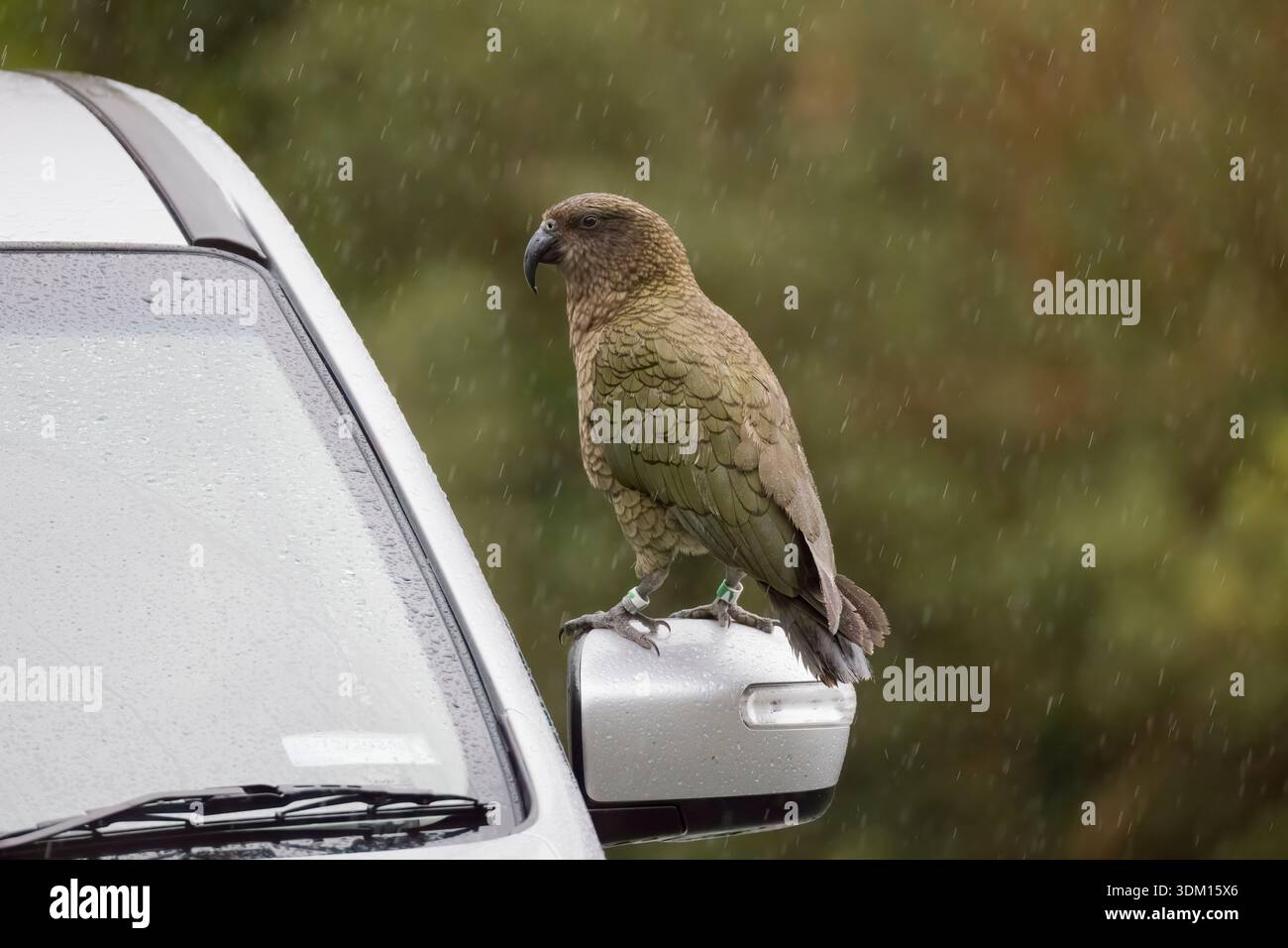 Kea su uno specchio laterale per auto sull'Isola del Sud in nuova Zelanda Foto Stock