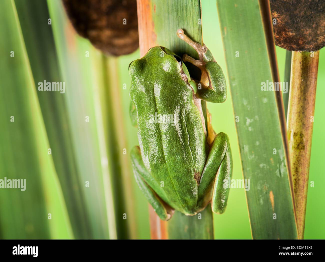 Rana verde Hyla arborea europea, seduta nel fogliame, ben mimetizzata. Foto Stock