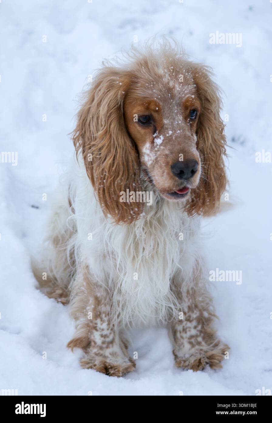 Cocker Spaniel inglese seduto nella neve con la neve sul naso Foto Stock