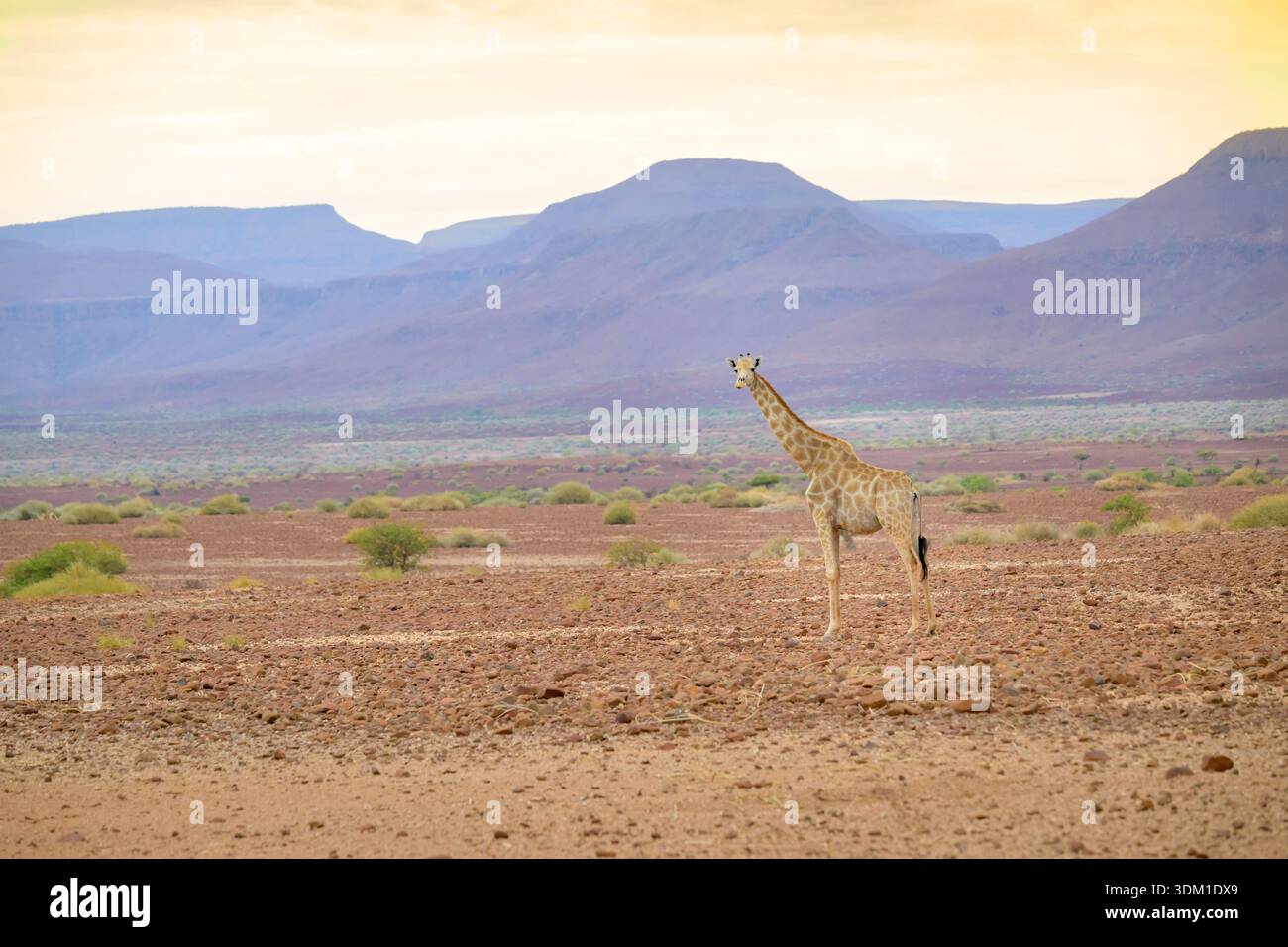 Giraffa adattata nel deserto (Giraffa camelopardalis) in posizione desertica con montagne, Damaraland, Namibia. Foto Stock