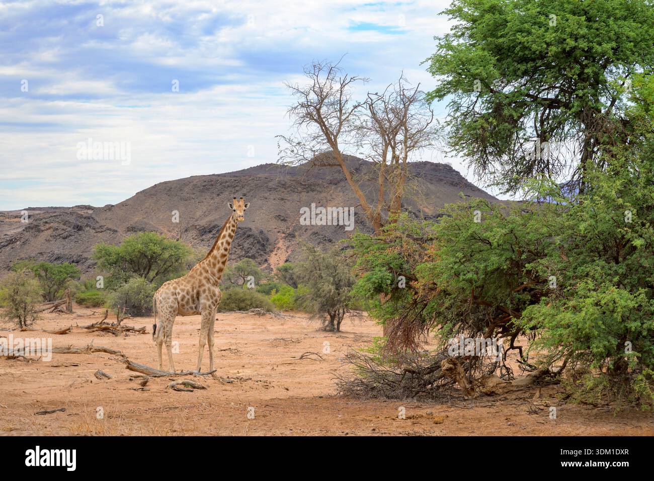 Giraffa adattata nel deserto (Giraffa camelopardalis) in piedi sul letto del fiume nel paesaggio desertico, fiume Ugab, Namibia. Foto Stock