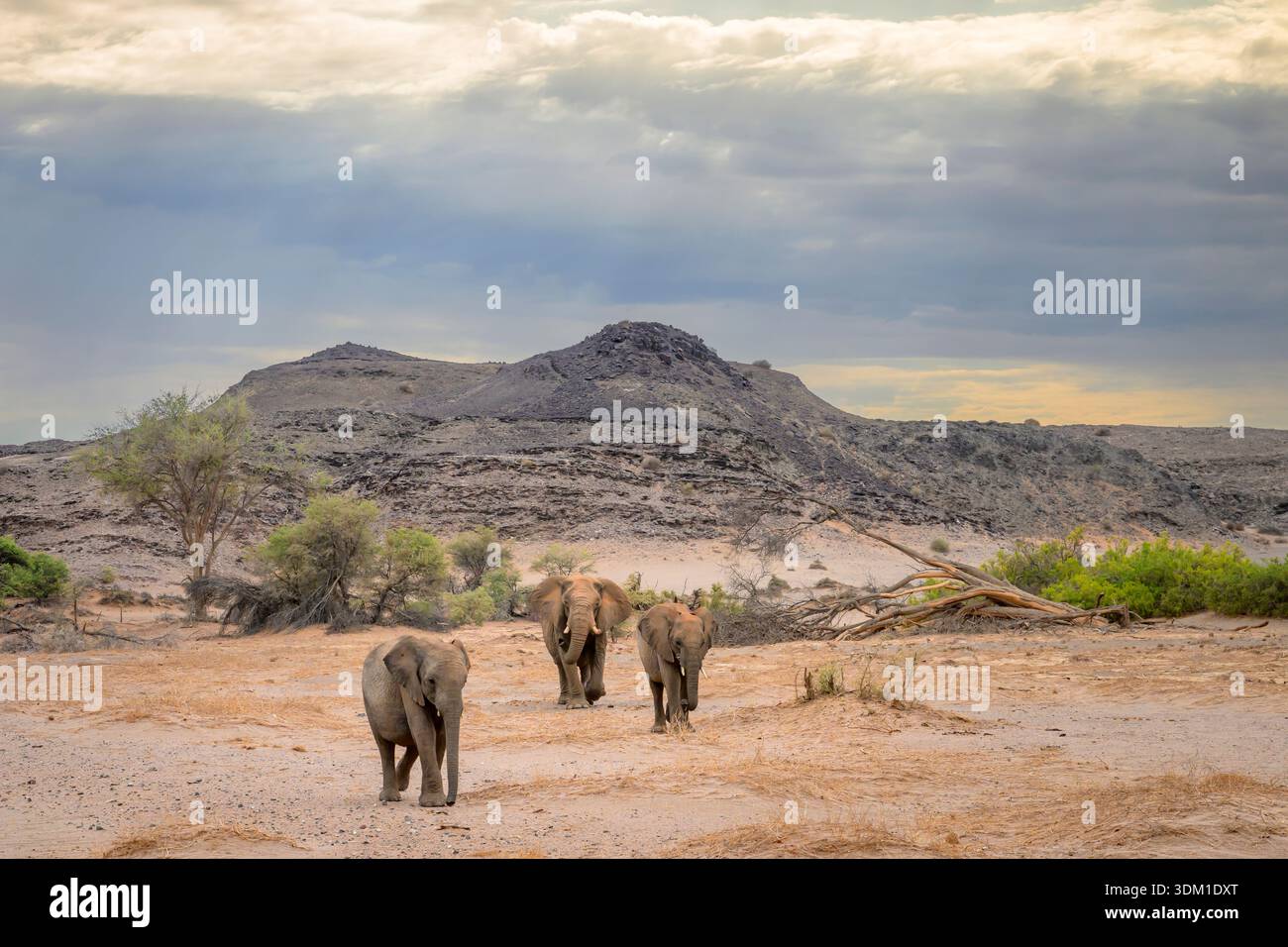 Branco di elefante africano adattato al deserto (Loxodonta africana) che cammina in letto di fiume asciutto con paesaggio desertico, fiume Ugab, Namibia. Foto Stock