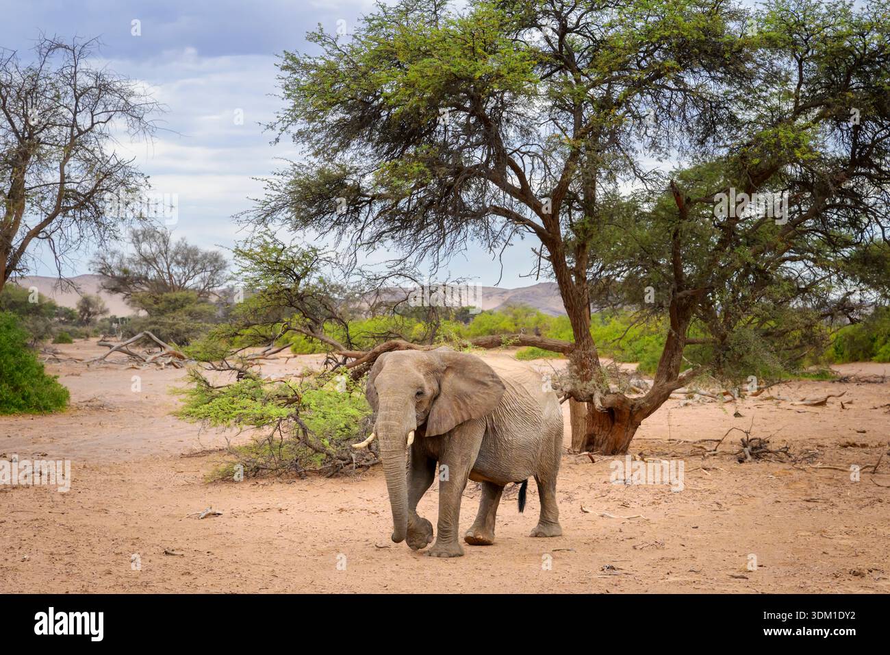 Elefante africano adattato nel deserto (Loxodonta africana) che cammina nel letto del fiume asciutto, fiume Ugab, Namibia. Foto Stock