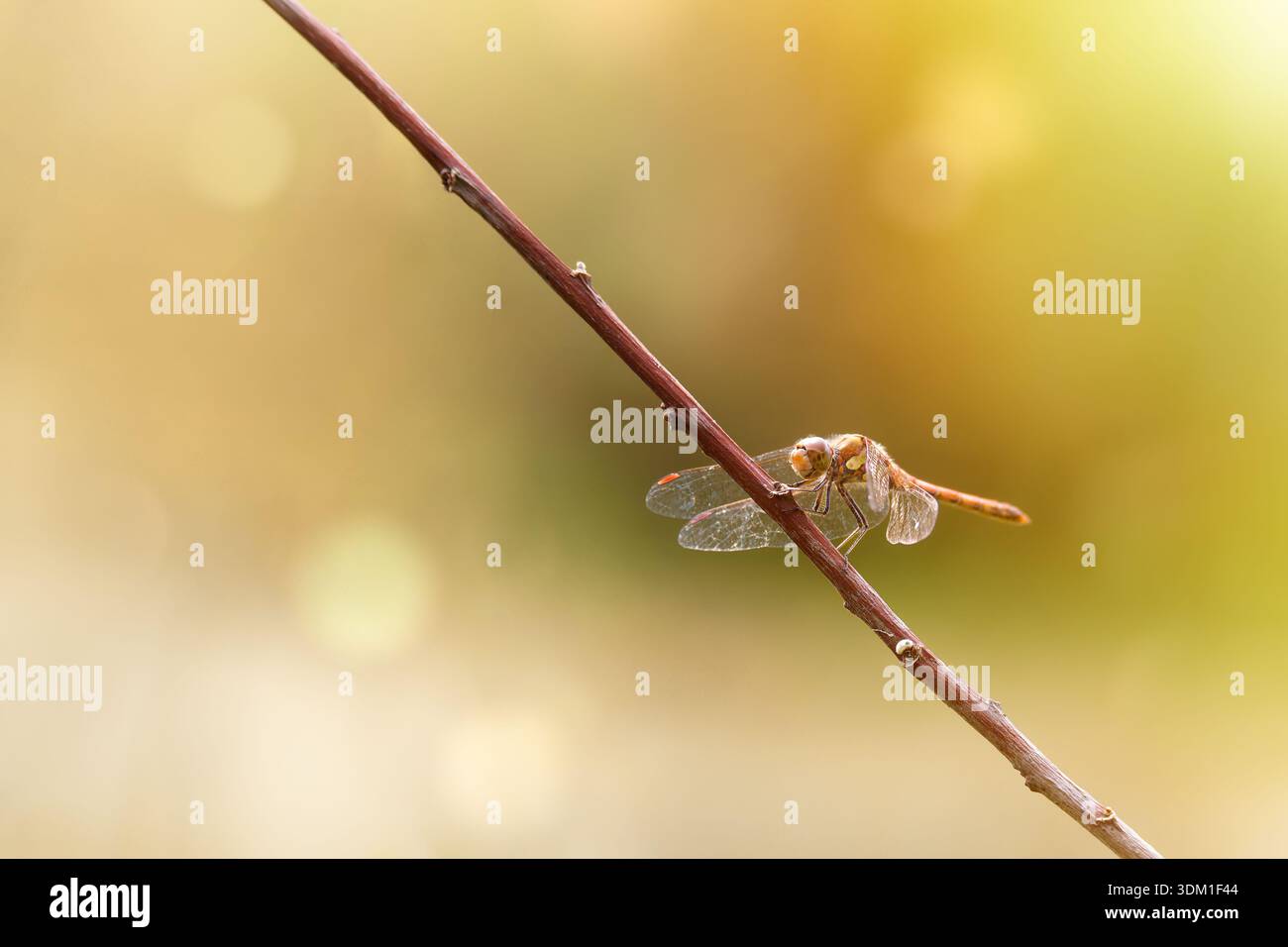 Foto macro in primo piano con una profondità di campo ridotta e sfondo verde naturale. Foto Stock