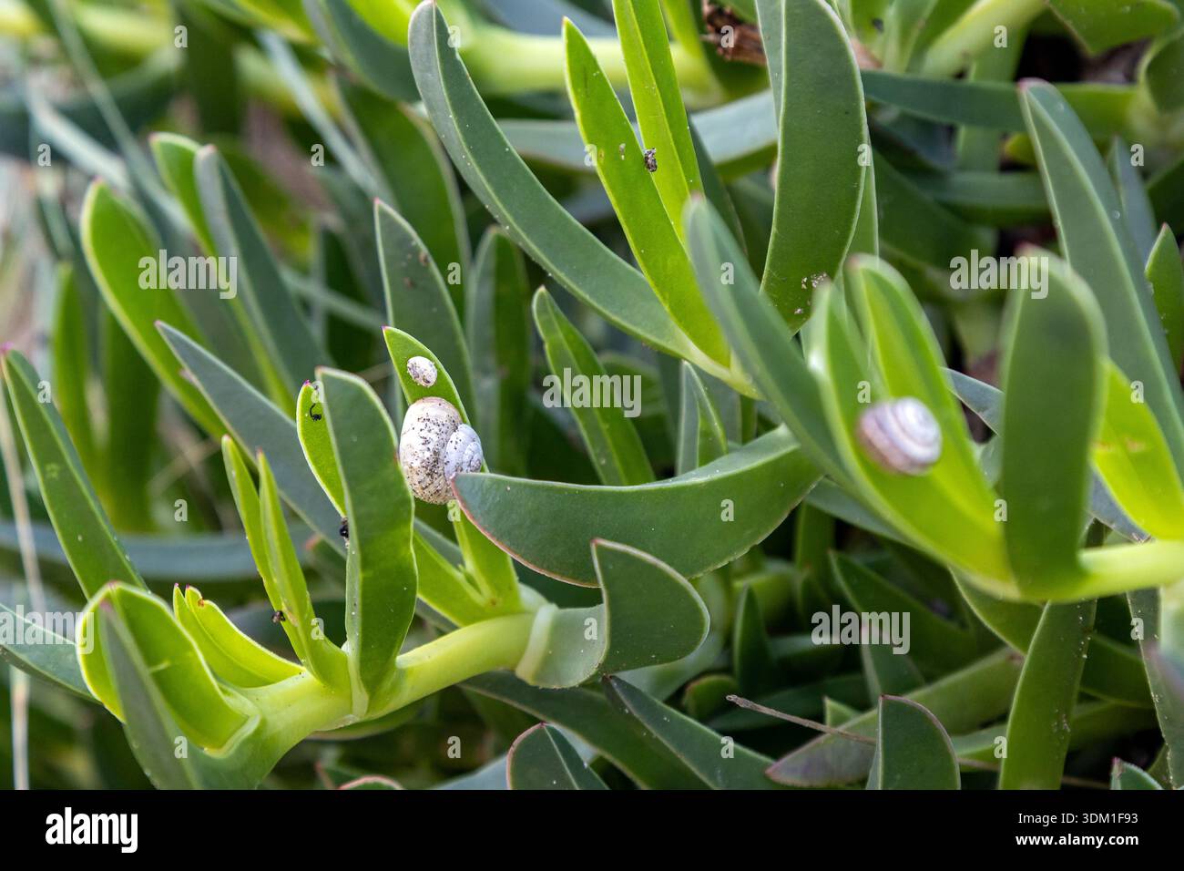 La lumaca riposa sulla vegetazione costiera della spiaggia dell'isola di Pellestrina, Venezia, Italia Foto Stock