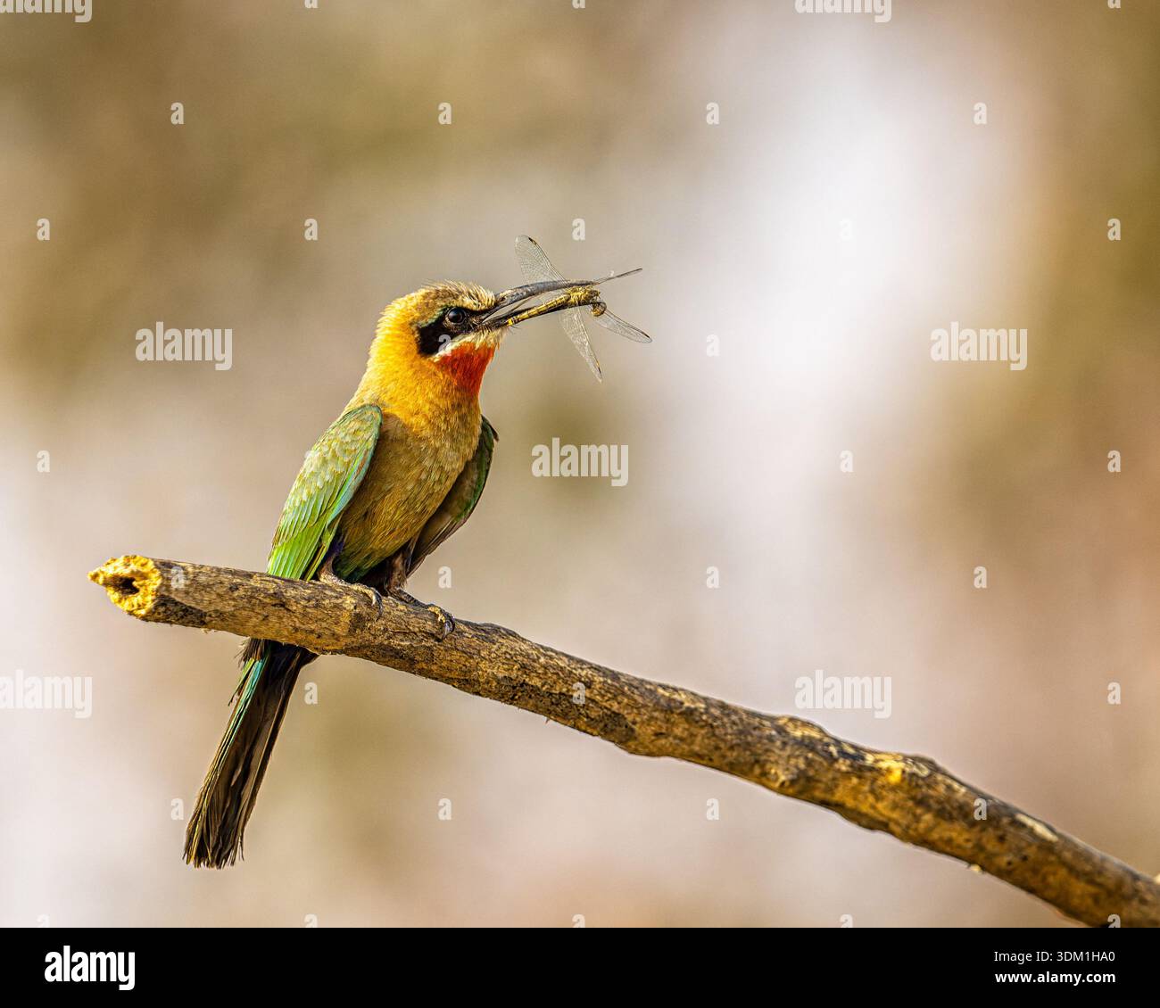Mangiatore di api con fronte bianco e cattura di Dragonfly Foto Stock