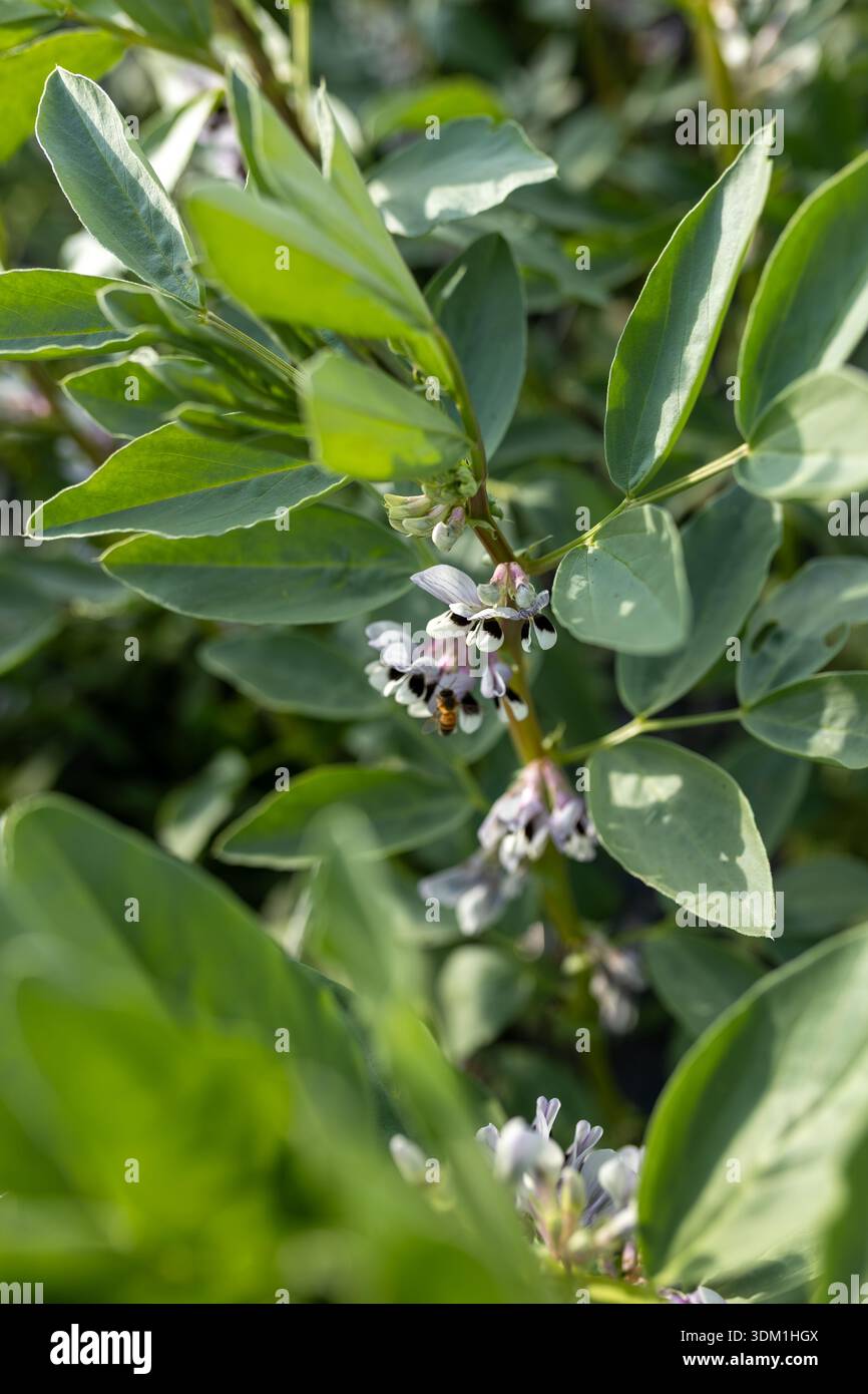 Pianta di fave Vicia faba primo piano, foglie verdi, fiori neri bianchi, coltivazione, leguminoso, dettagli macro Foto Stock
