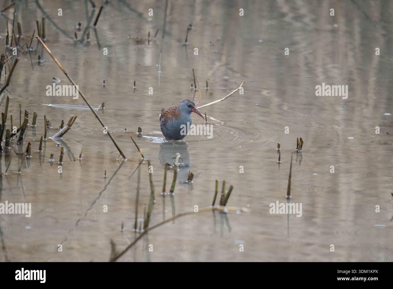 La ferrovia d'acqua (Rallus aquaticus) si allontana dalla vegetazione del suo litorale verso l'acqua aperta. Cardiff, Galles, Regno Unito. Febbraio 2016. Foto Stock