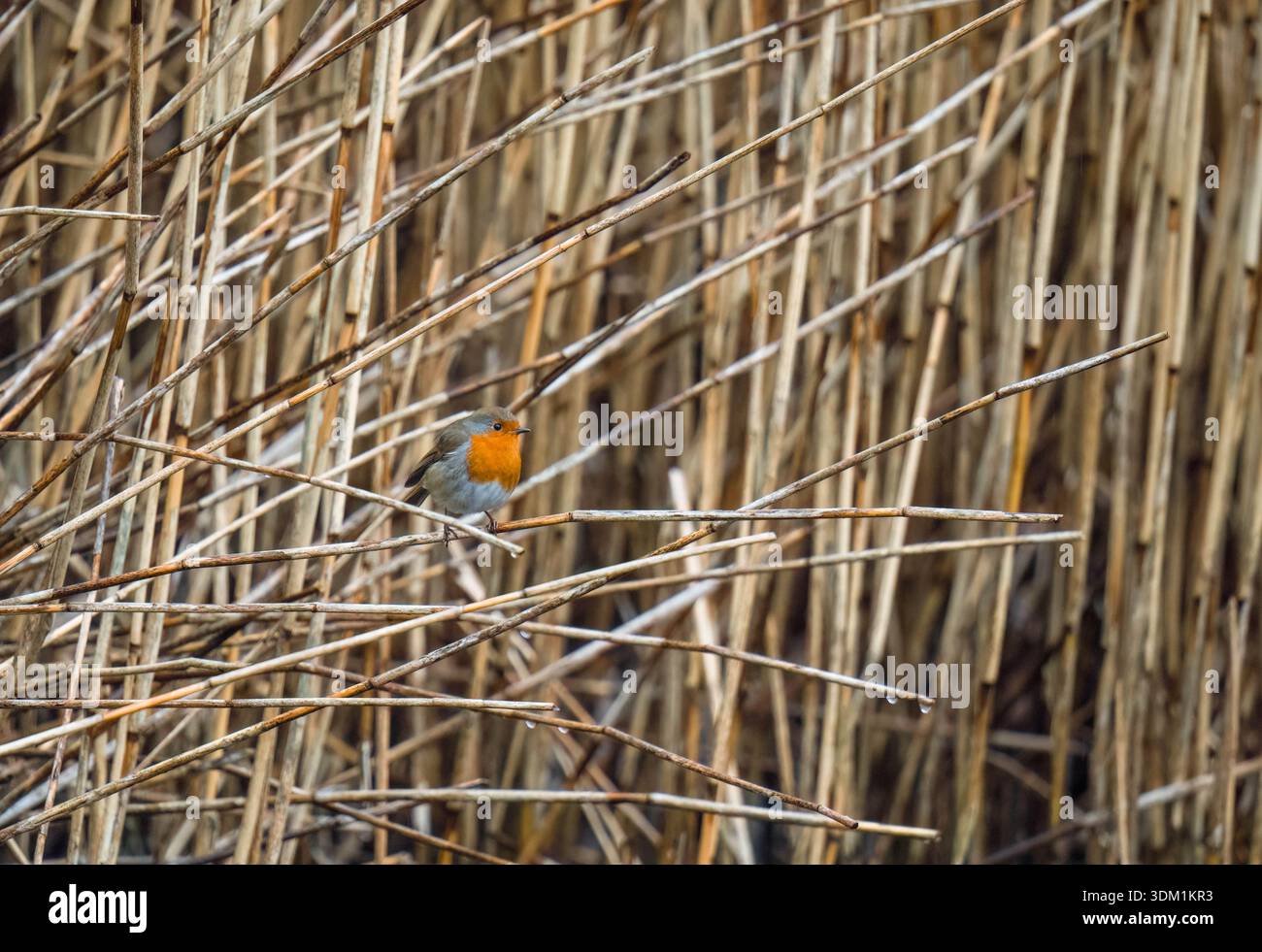 Robin (erithacus rubecula), arroccato in un letto di canne presso la Forest Farm Nature Reserve Cardiff, Galles, Regno Unito. Febbraio 2026 Foto Stock