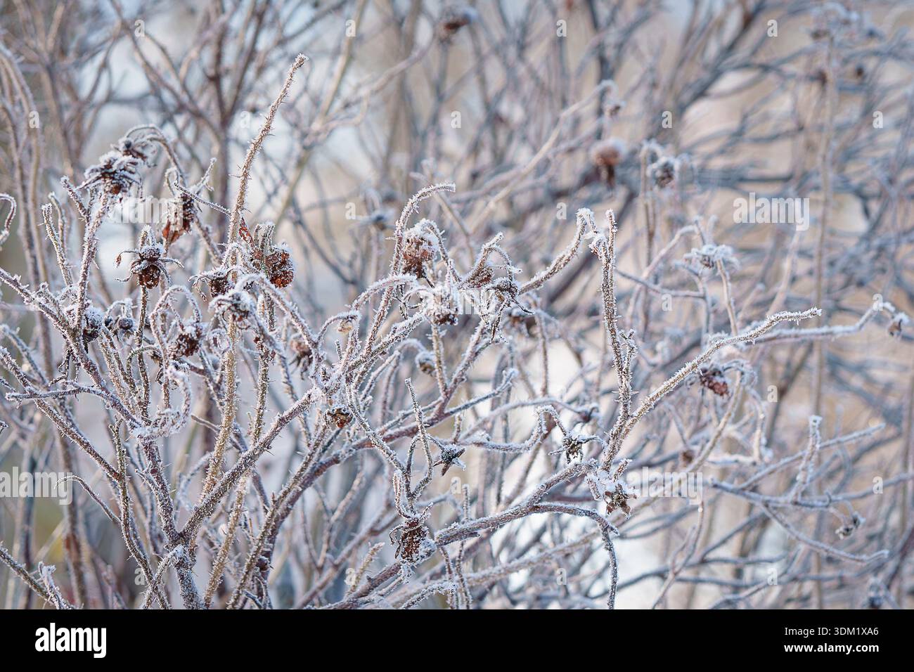 Arbusto di rose congelato con rami ricoperti di gelo e rosoni secchi alla luce dell'inverno. Rivestimento Hoarfrost rami di rose di arbusti per creare uno sfondo invernale. Foto Stock