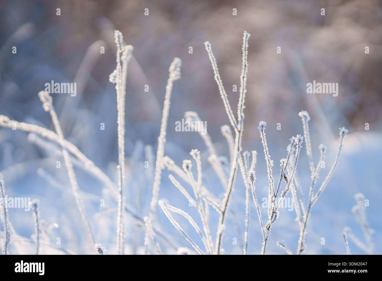 Erbe secche ricoperte di gelo che risplendono alla luce invernale con una profondità di campo ridotta. Delicata gelata di erba selvatica che crea un arioso sfondo invernale. Foto Stock
