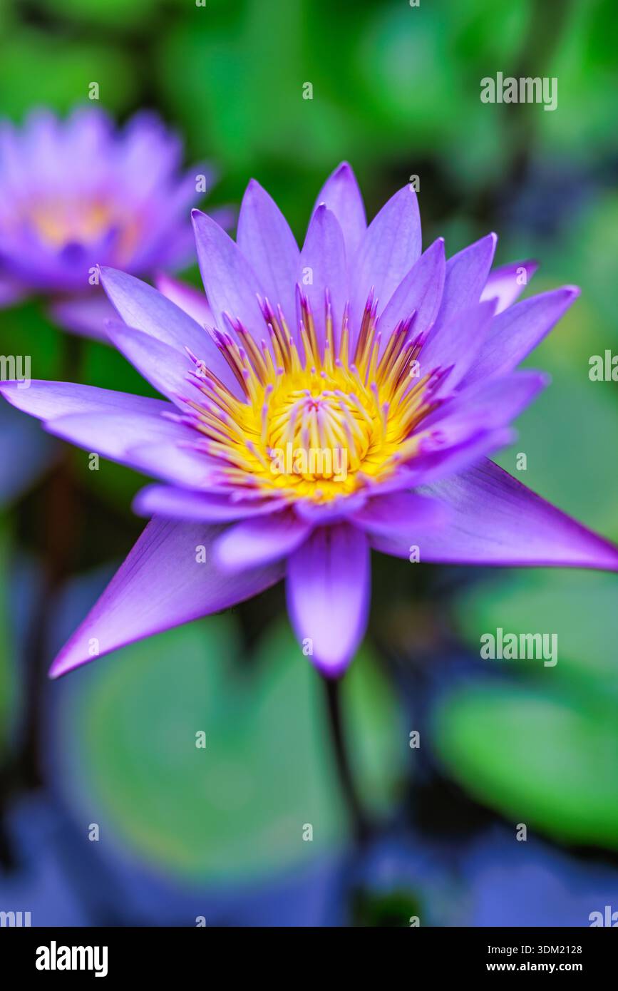 Splendido fiore di loto viola che si apre sopra la tranquilla acqua dello stagno. Splendente fioritura tropicale con cuore dorato illuminato dal sole. Delicati petali acquatici incorniciati Foto Stock