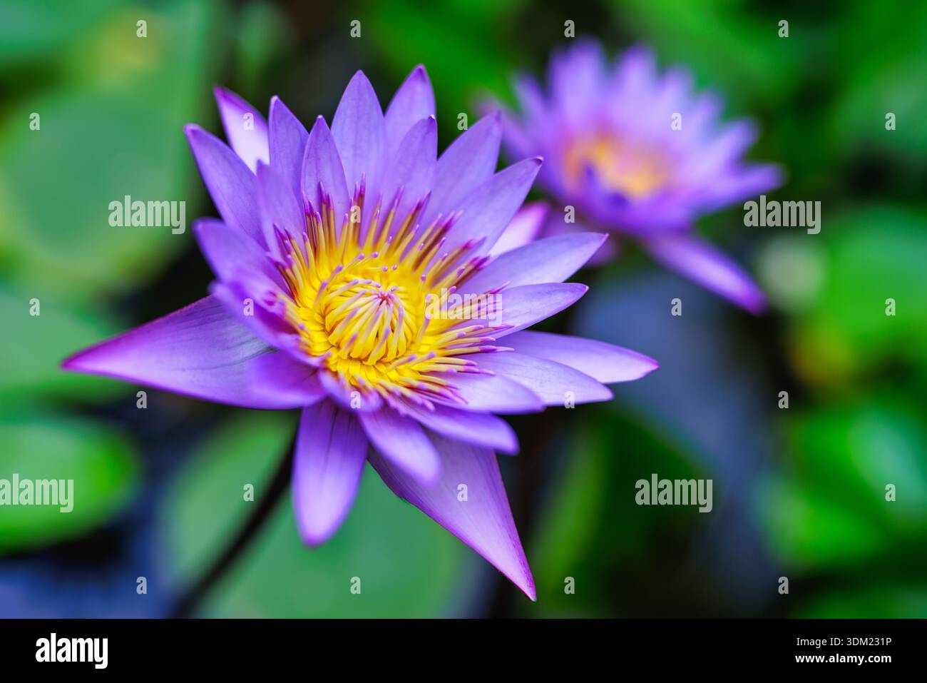 Splendido macro di limoni d'acqua viola, splendido primo piano, esotica natura botanica, bellezza floreale, laghetto all'aperto, tranquillo giardino sullo sfondo naturale Foto Stock