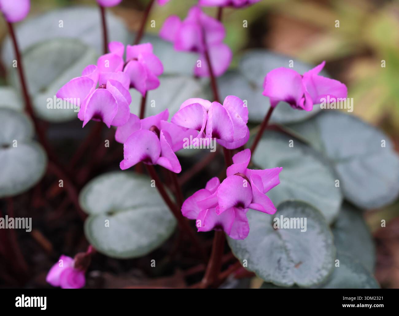 Un primo piano di Cyclamen Coum x rosa, fiorito in inverno. REGNO UNITO. Foto Stock