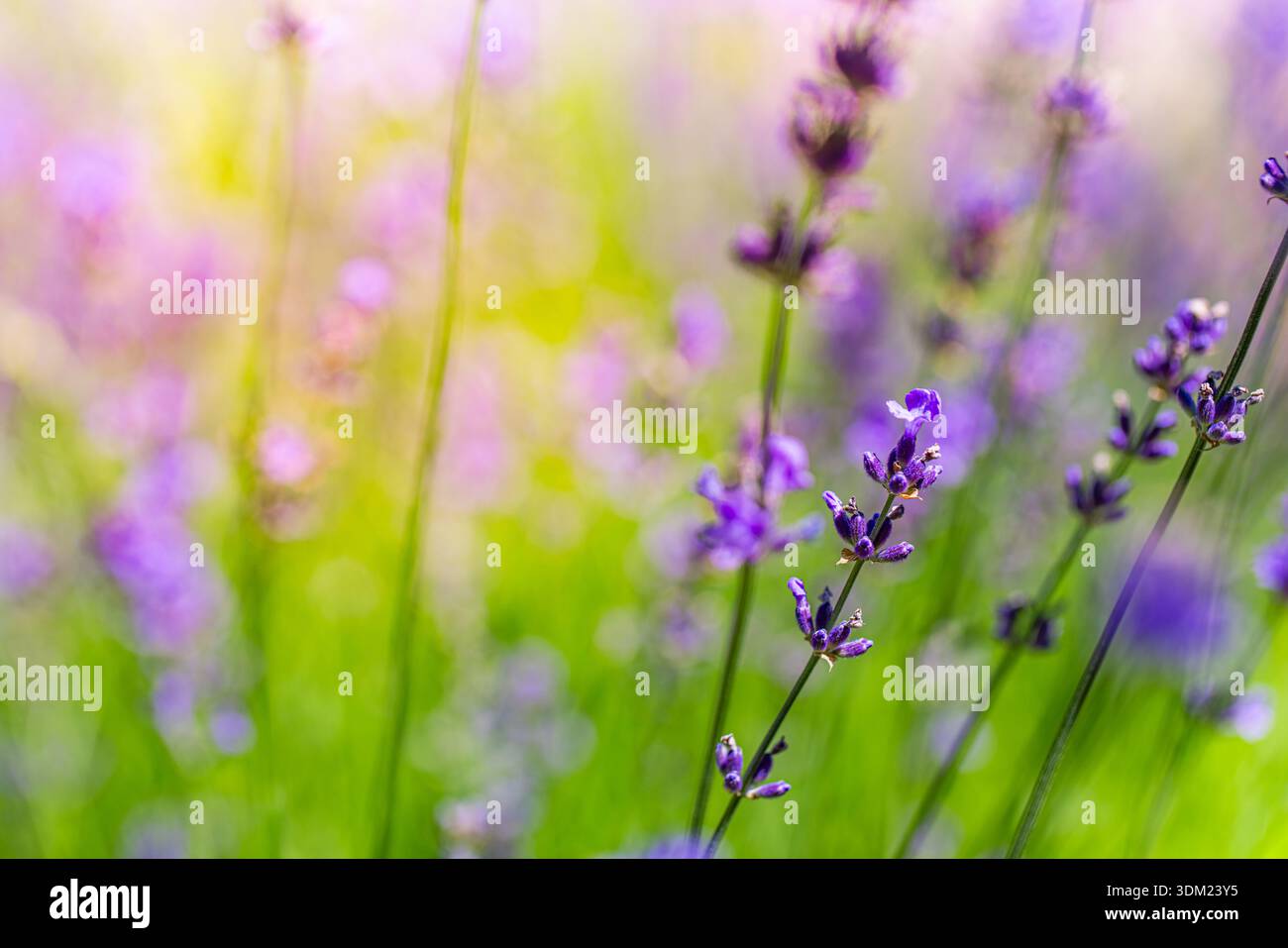 Splendidi fiori di lavanda in fiore splendido giardino fiorito estivo, sfondo idilliaco fogliame sfocato, ravvicinato da una natura tranquilla e da sogno mozzafiato Foto Stock