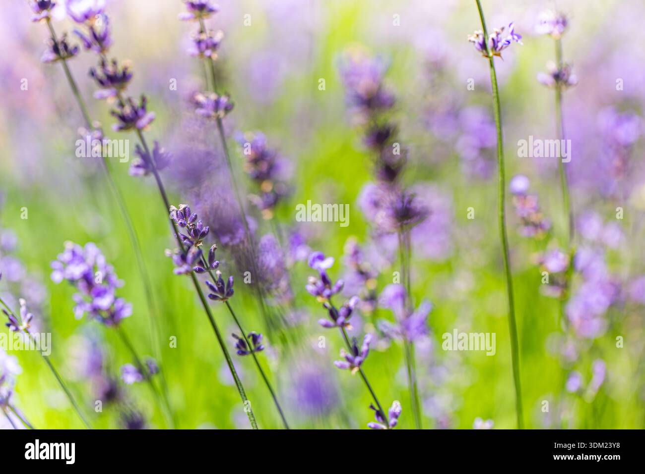 Fiori di lavanda in fiore idilliaco bellissimo giardino floreale sfondo estivo sfocato fogliame natura tranquilla primo piano mozzafiato sognante luminoso Foto Stock