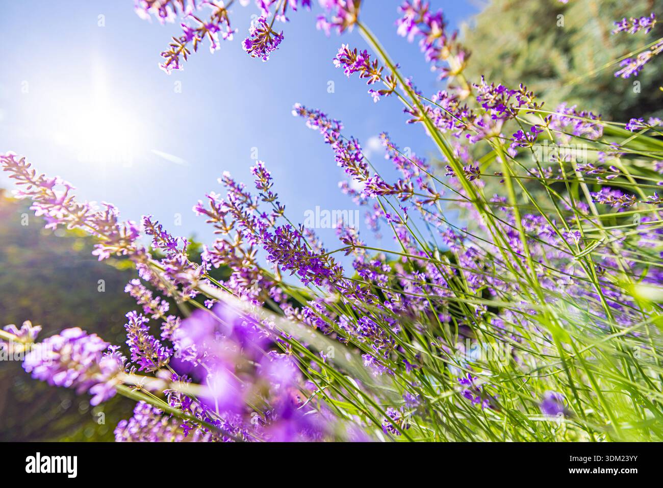 La natura astratta ravvicinano i fiori di lavanda che guardano verso il cielo azzurro soleggiato la bellezza floreale viola il giardino estivo la luce del sole Foto Stock