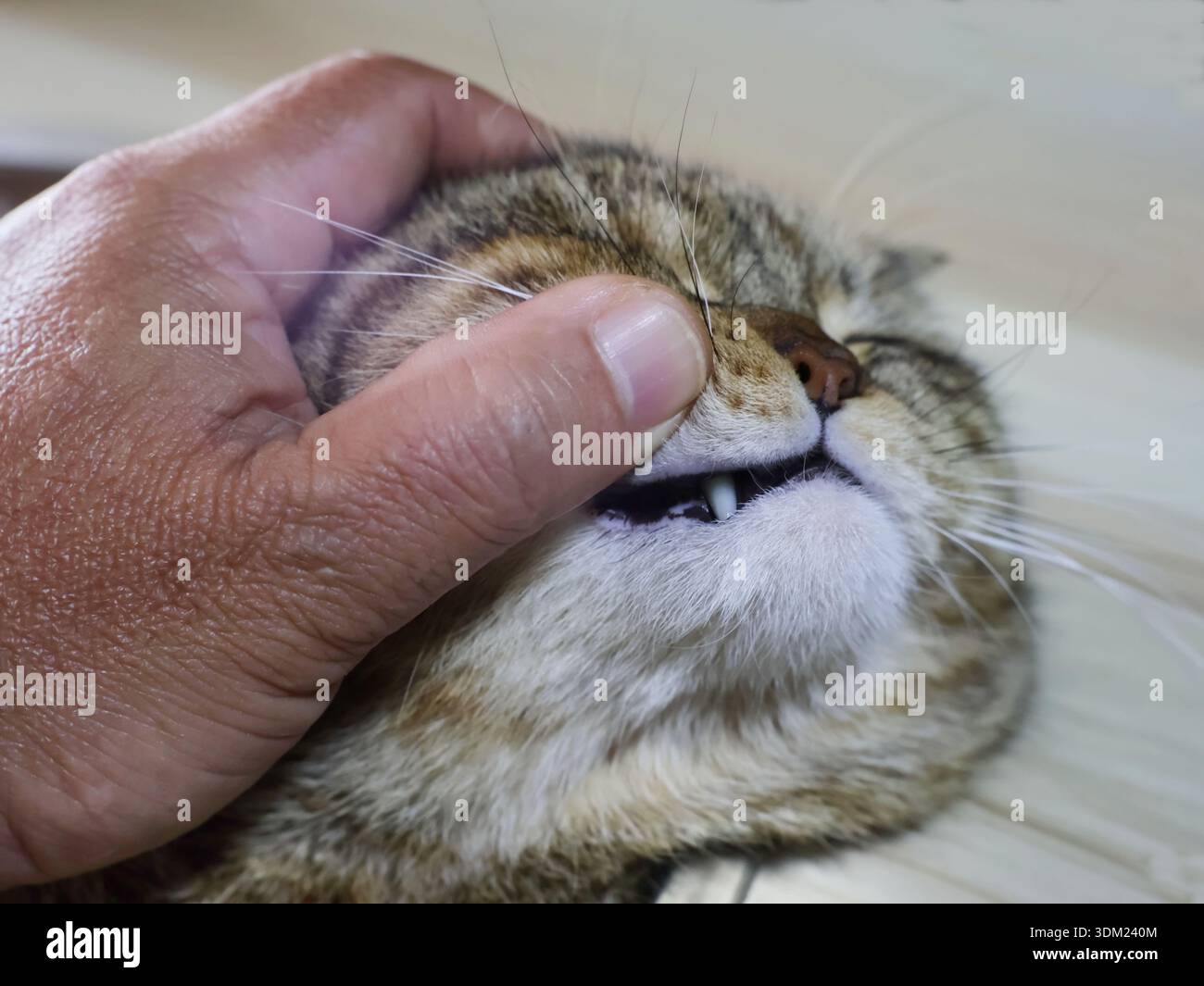 Immagine ravvicinata della mano di una persona che accarezza o tocca il volto di un gatto con la bocca leggermente aperta, rivelando i suoi denti. Foto Stock